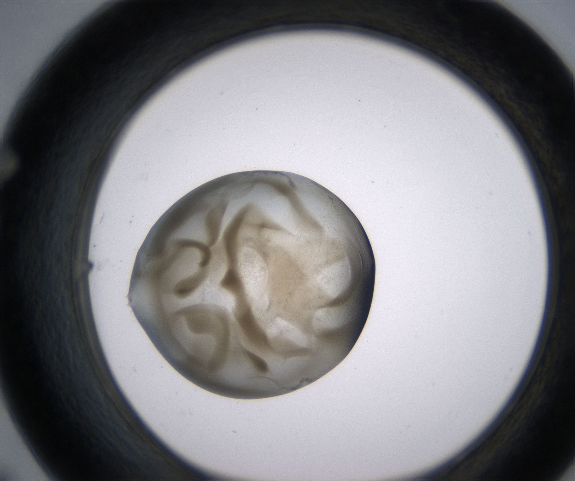 F7_HighResolution_Precipitate_1.jpg