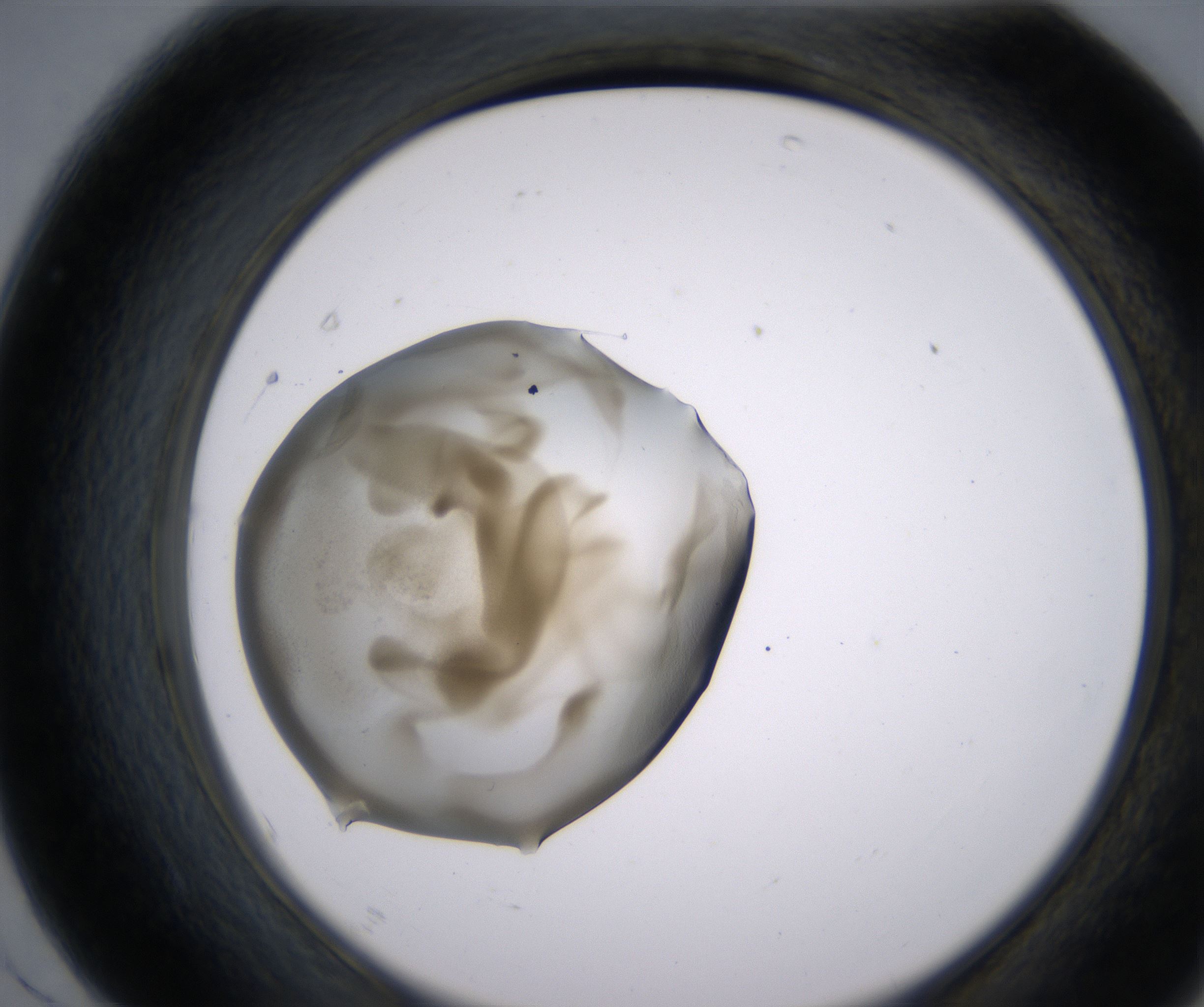 F7_HighResolution_Precipitate_2.jpg