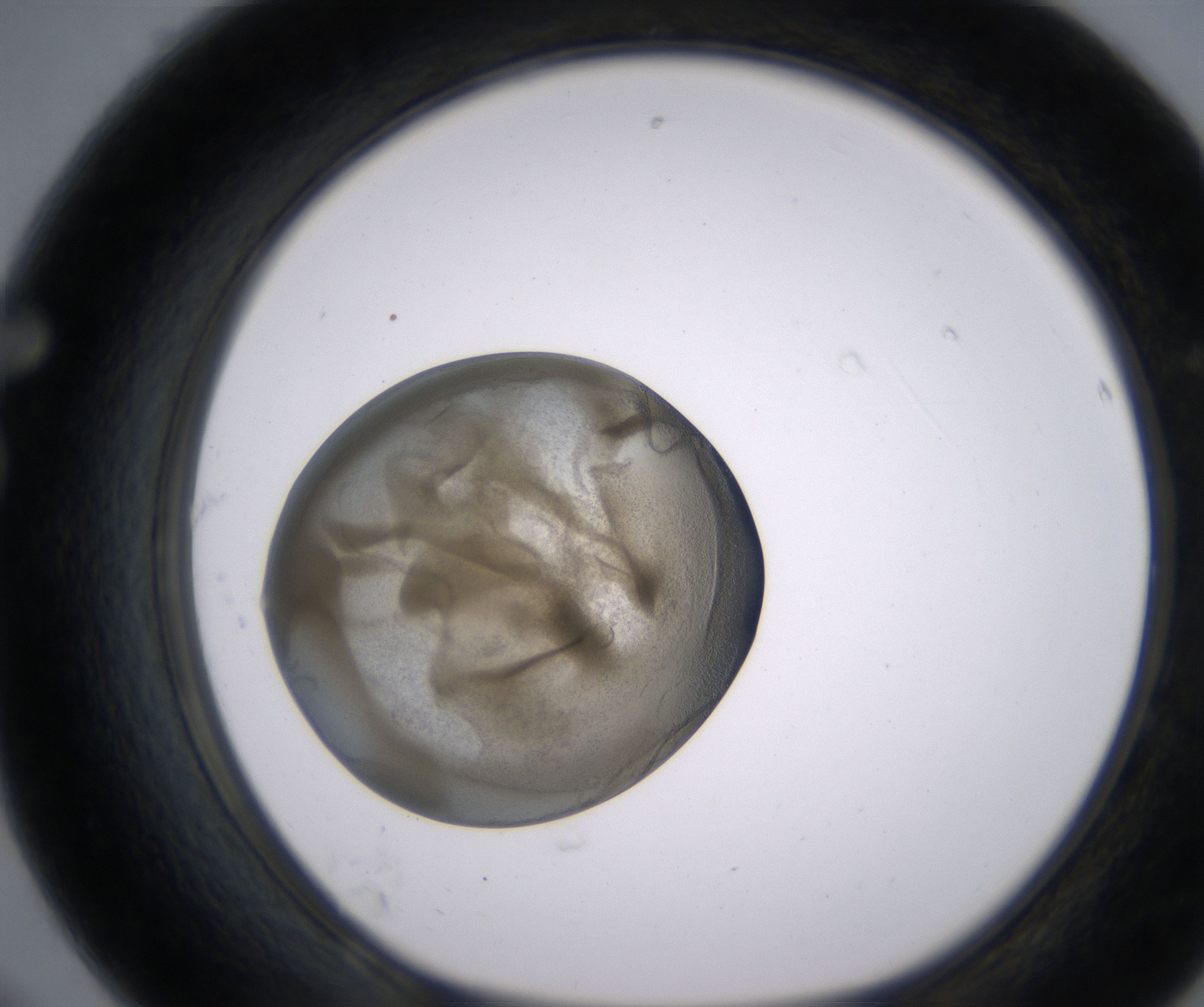 F8_HighResolution_Precipitate_1.jpg