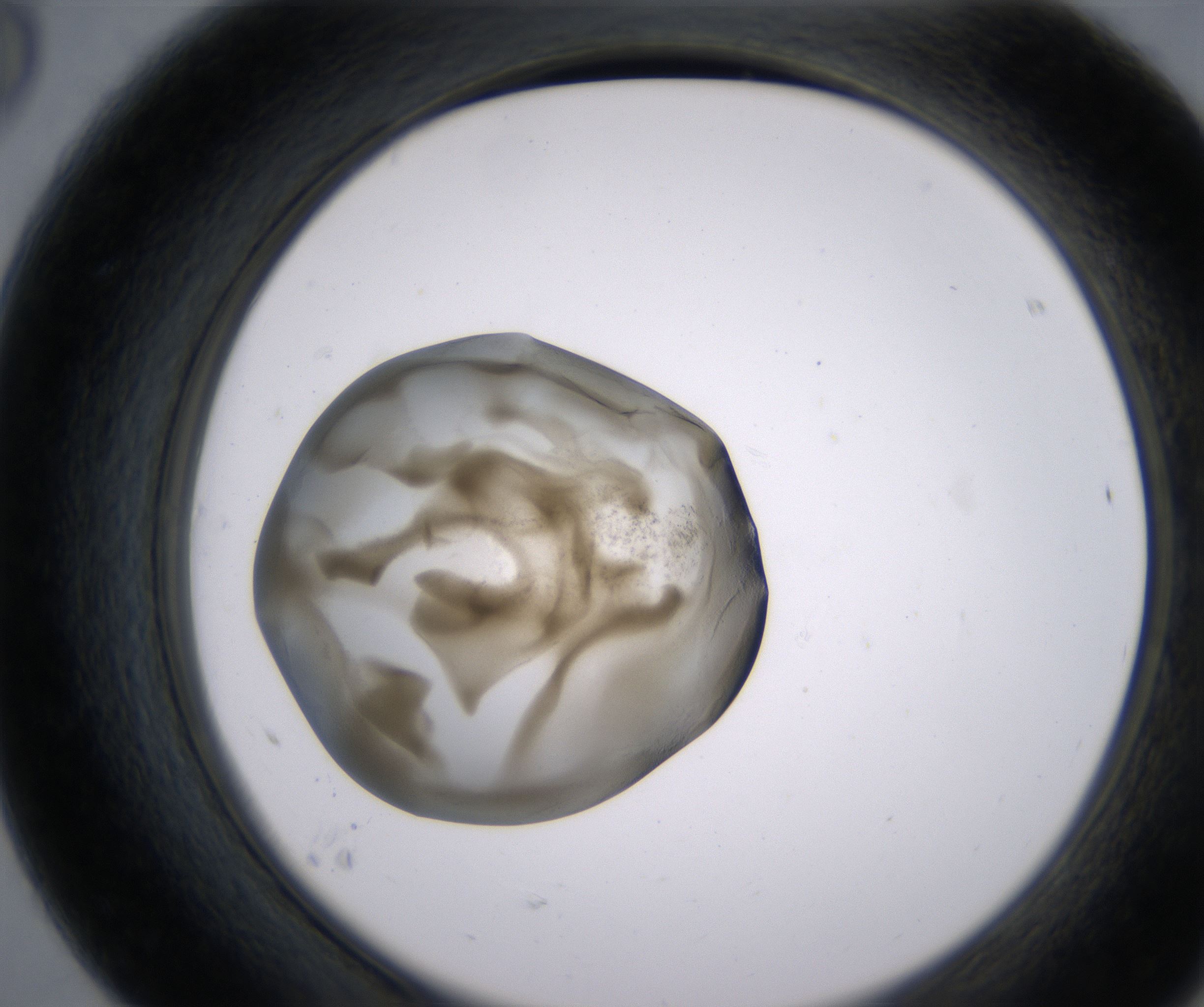 F8_HighResolution_Precipitate_2.jpg
