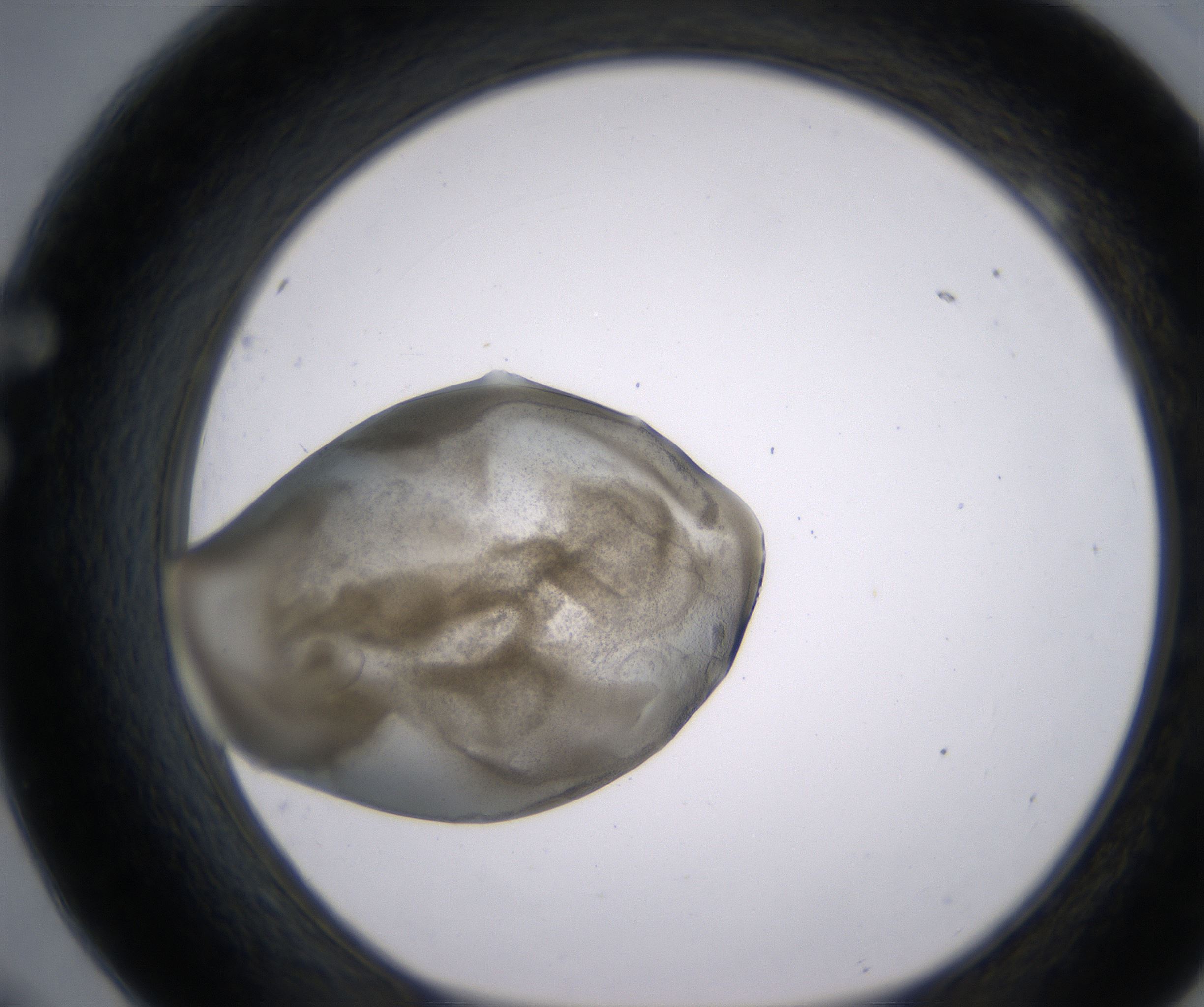 F9_HighResolution_Precipitate_1.jpg