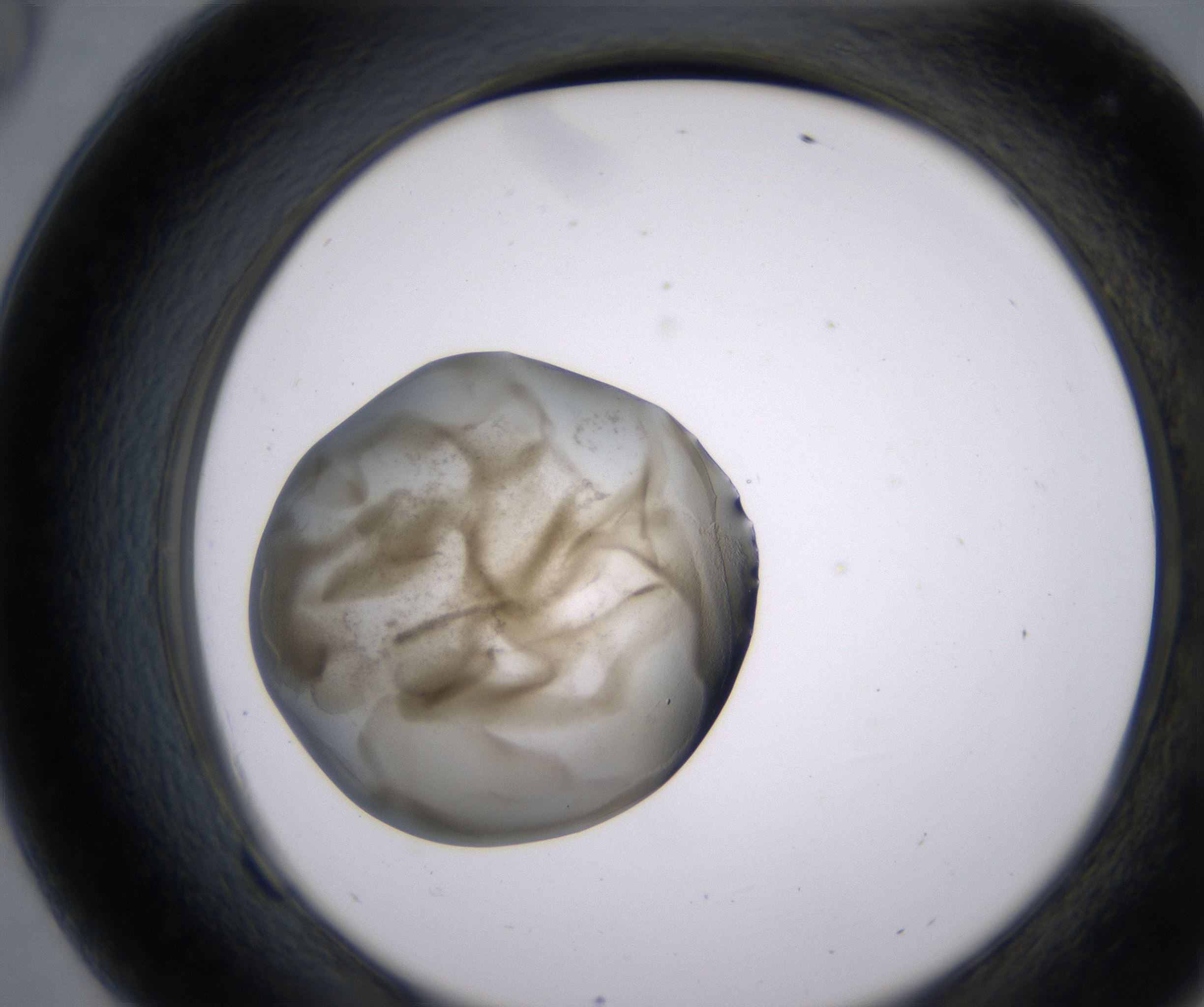 F9_HighResolution_Precipitate_2.jpg