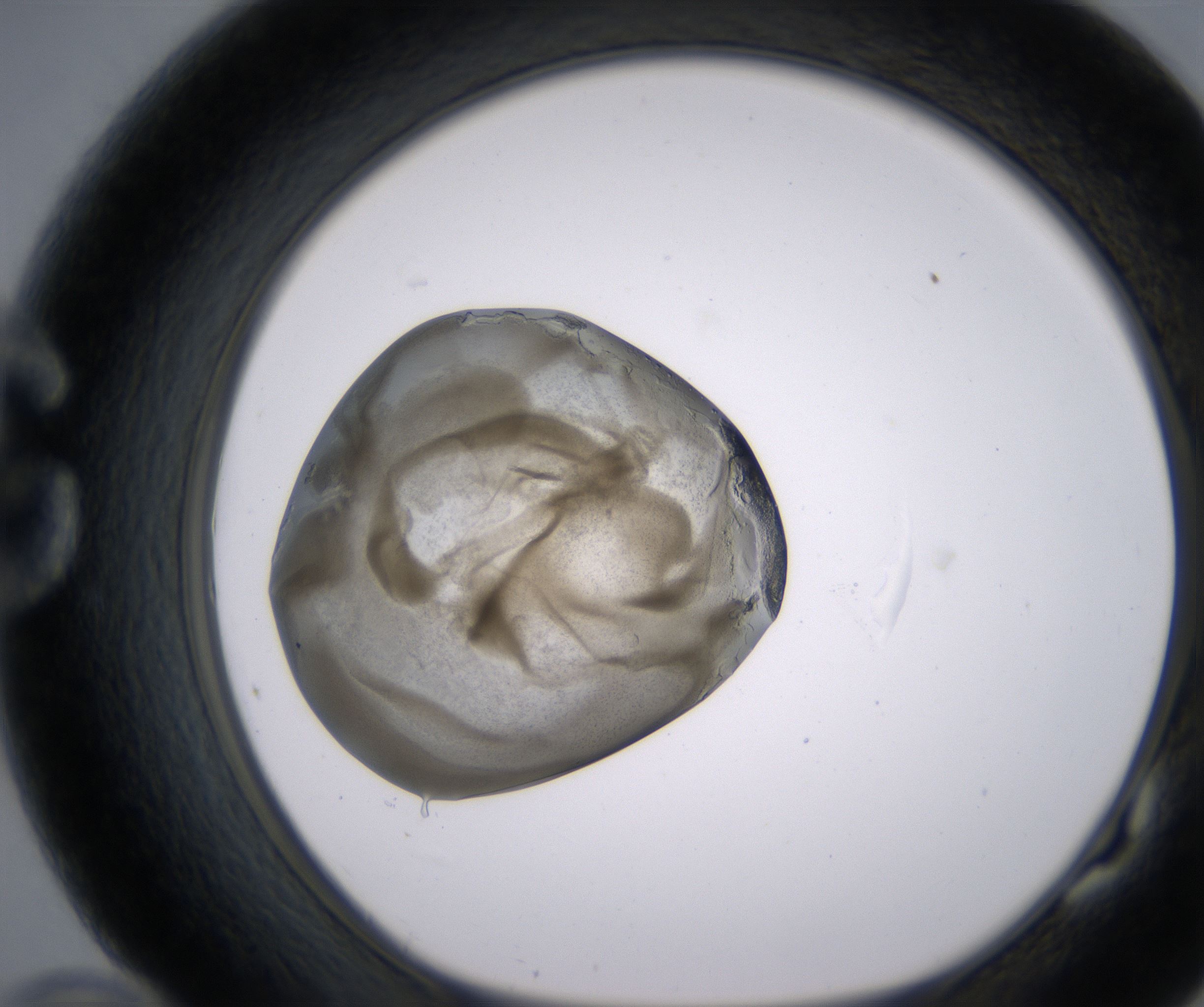 G10_HighResolution_Precipitate_1.jpg