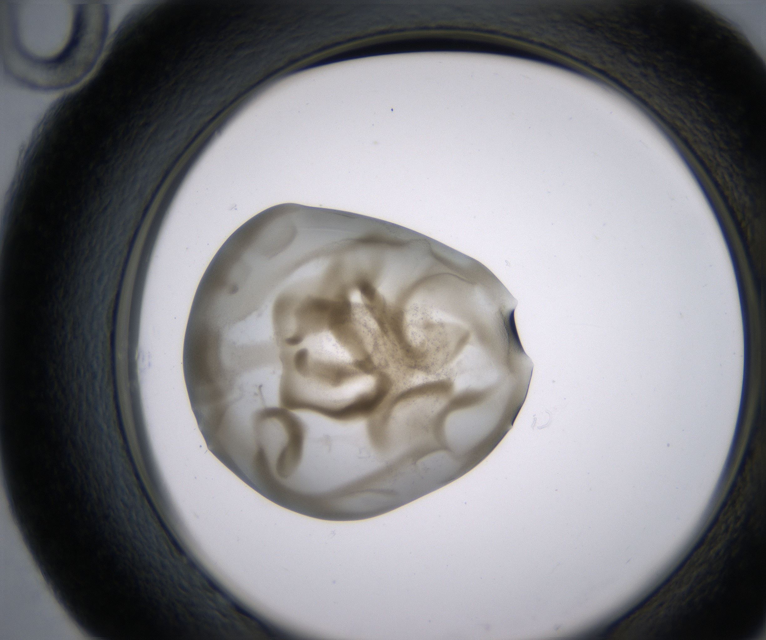 G10_HighResolution_Precipitate_2.jpg