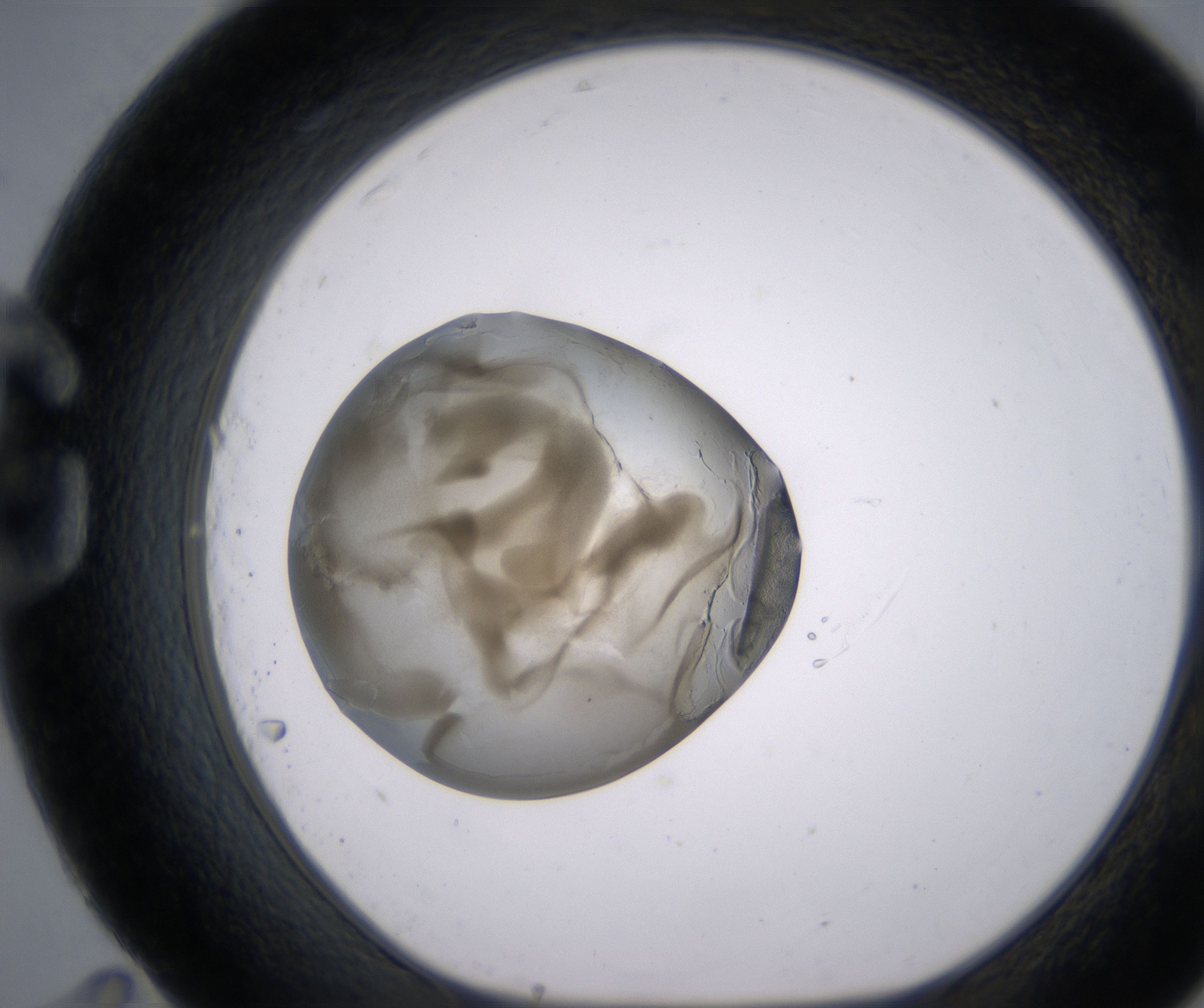 G11_HighResolution_Precipitate_1.jpg