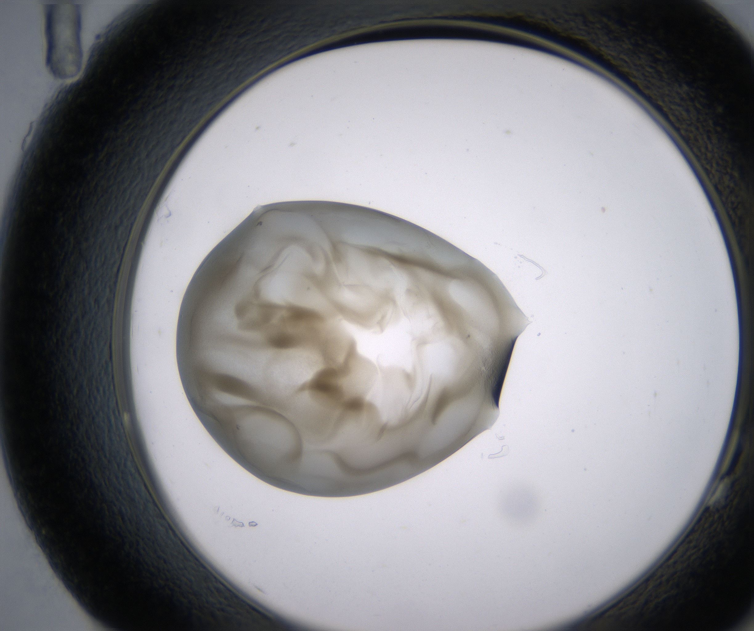 G11_HighResolution_Precipitate_2.jpg