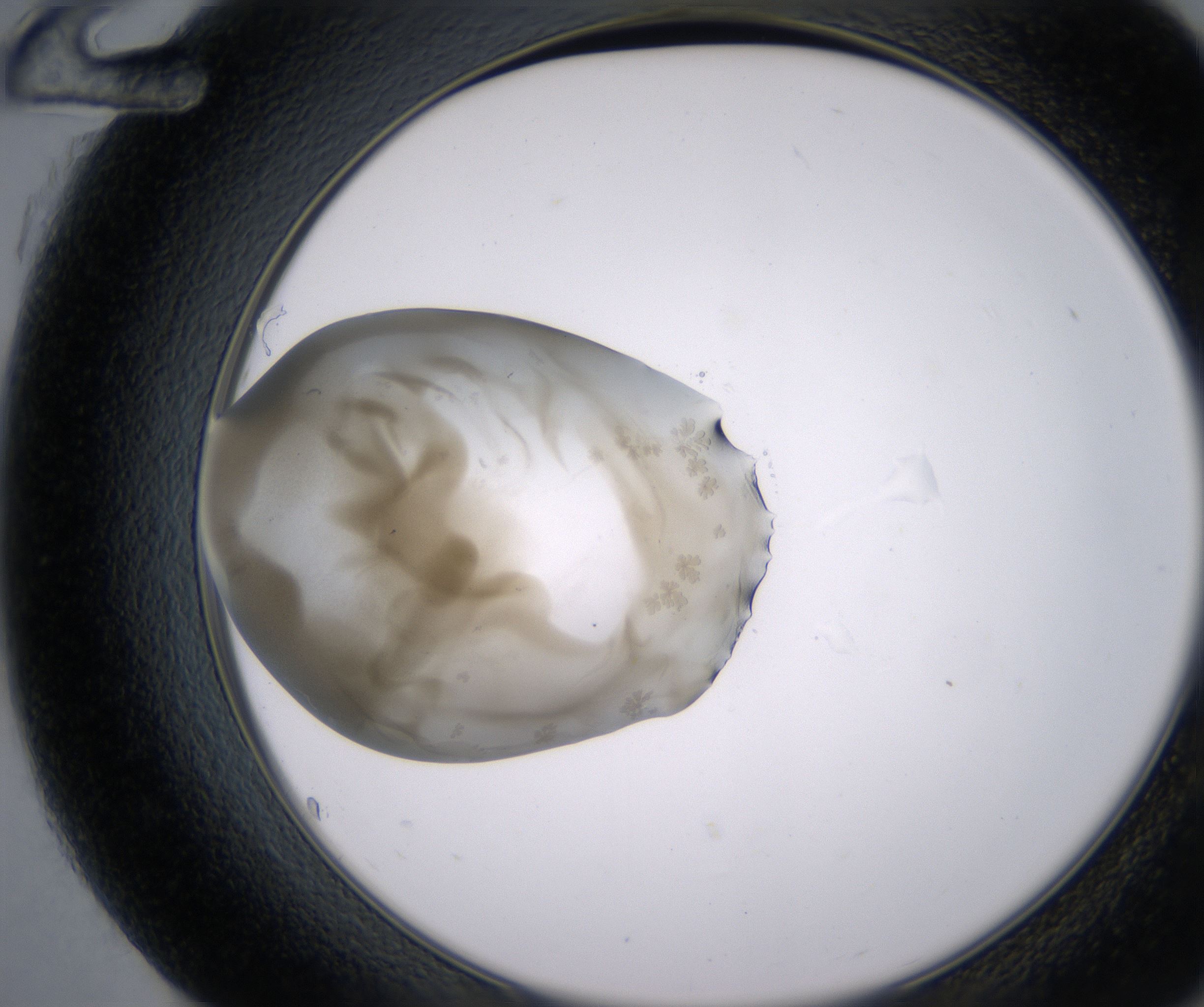 G12_HighResolution_Precipitate_2.jpg