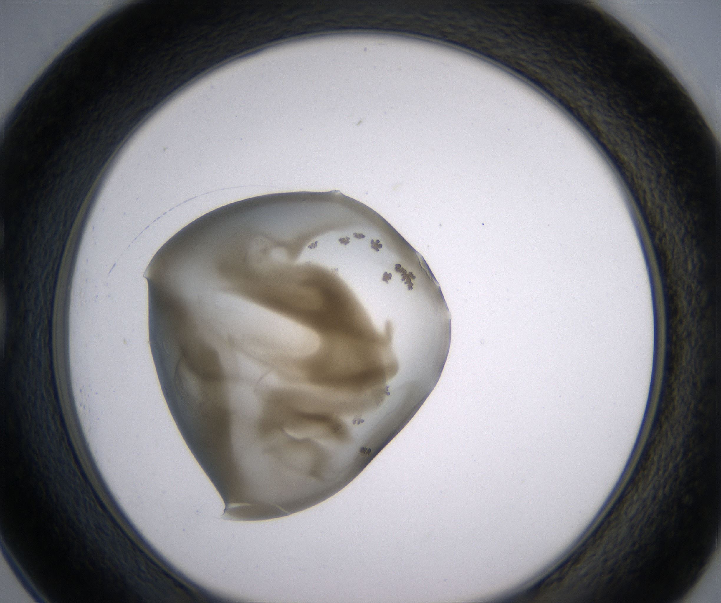 G1_HighResolution_Precipitate_1.jpg
