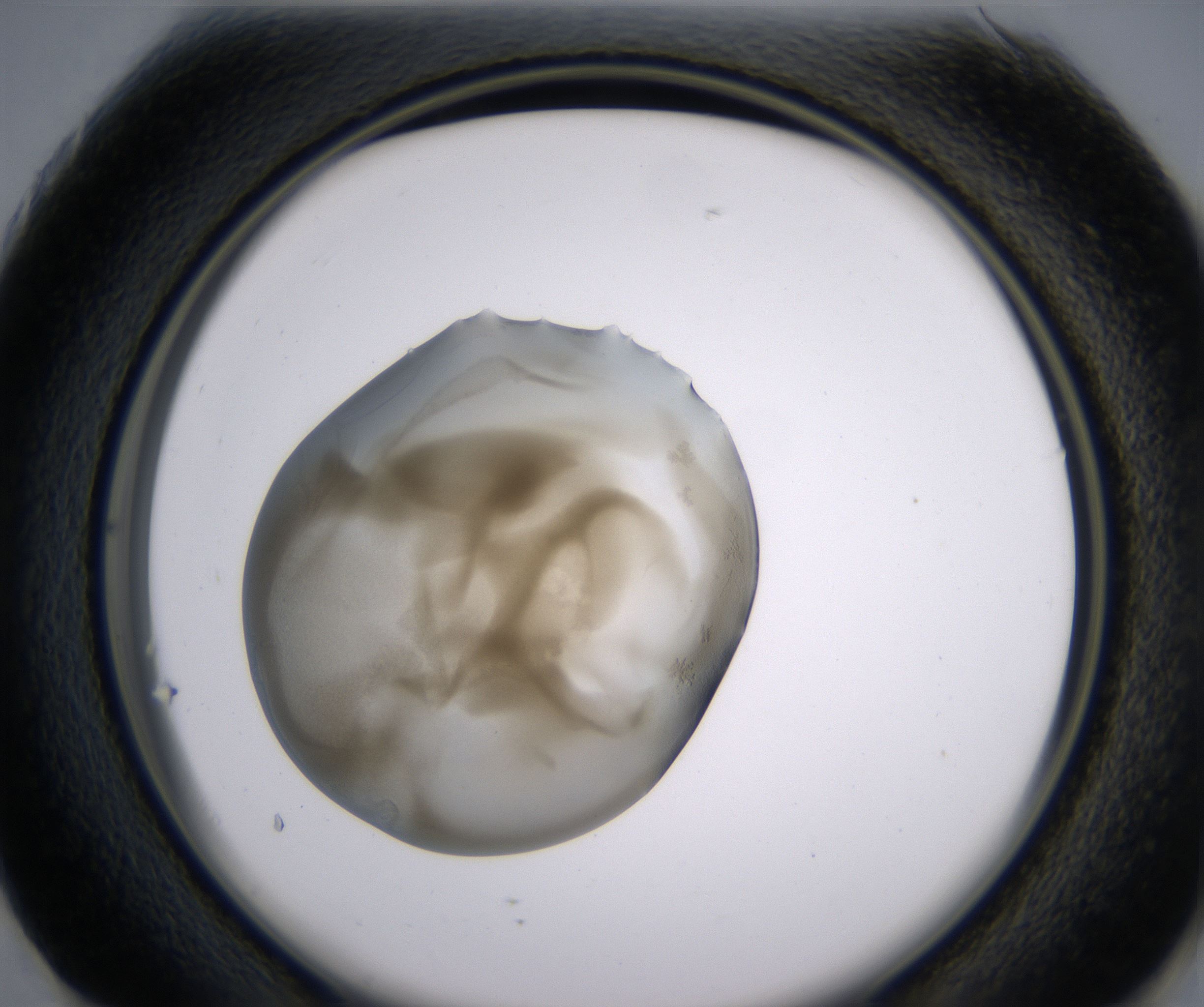 G1_HighResolution_Precipitate_2.jpg