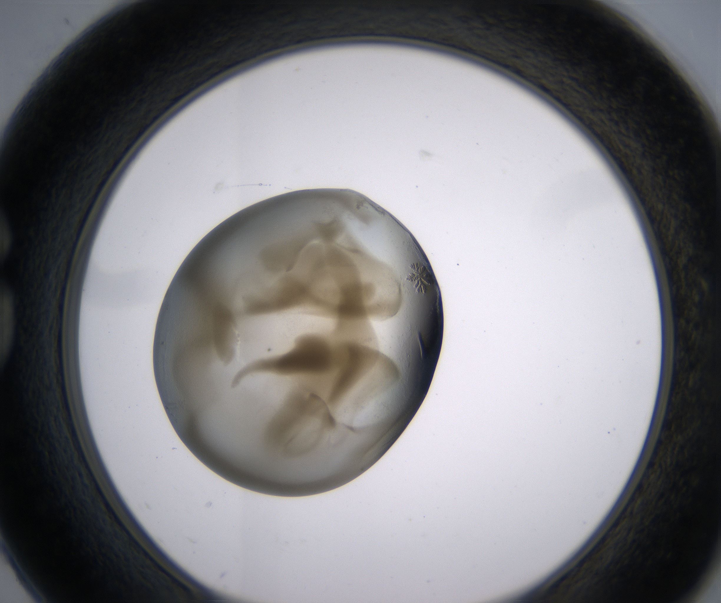 G2_HighResolution_Precipitate_1.jpg