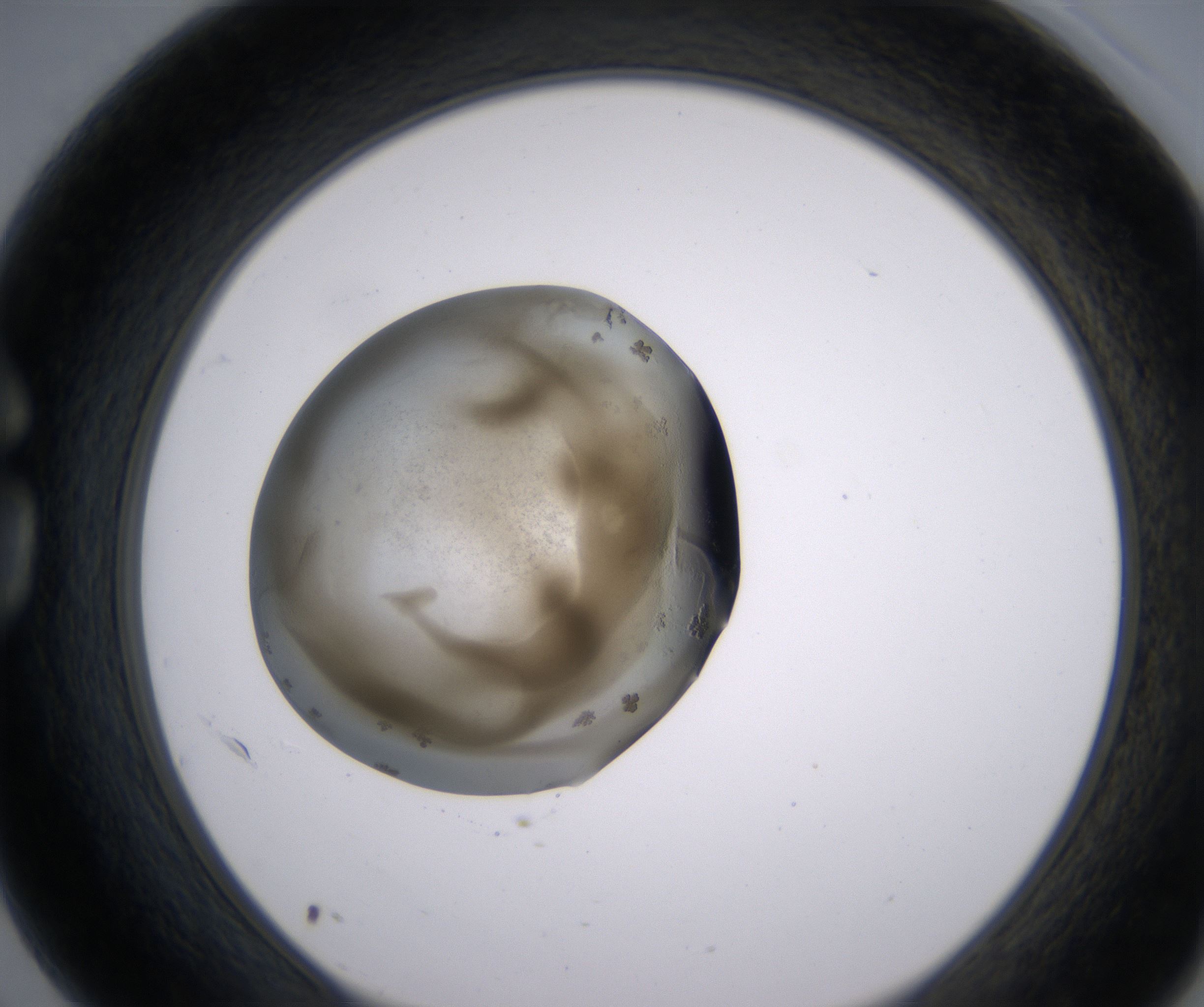 G3_HighResolution_Precipitate_1.jpg