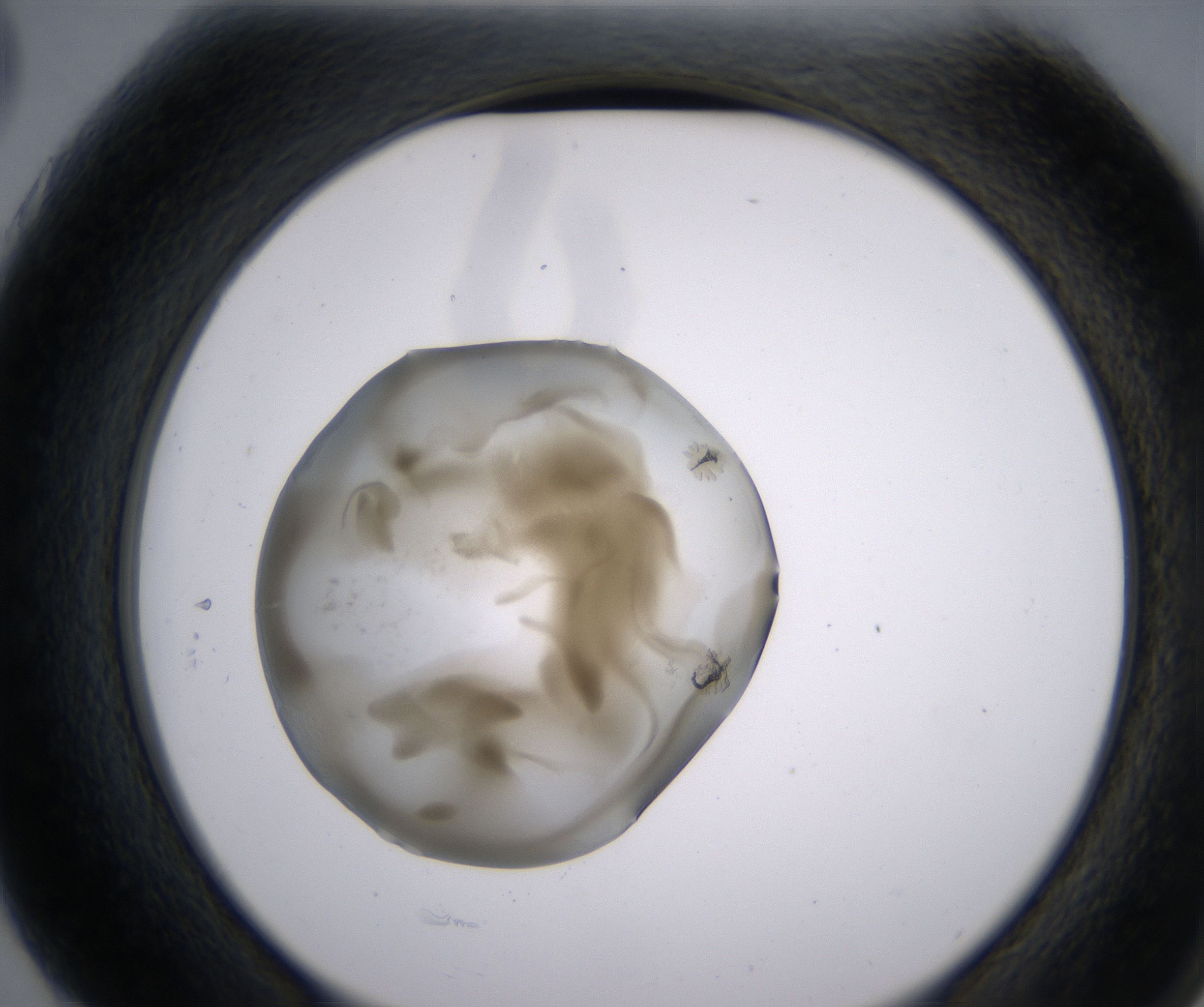 G3_HighResolution_Precipitate_2.jpg