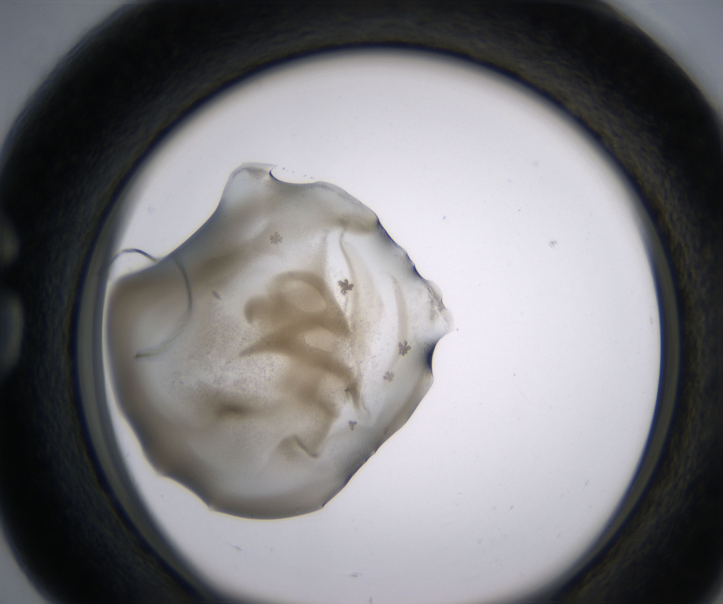 G4_HighResolution_Precipitate_1.jpg