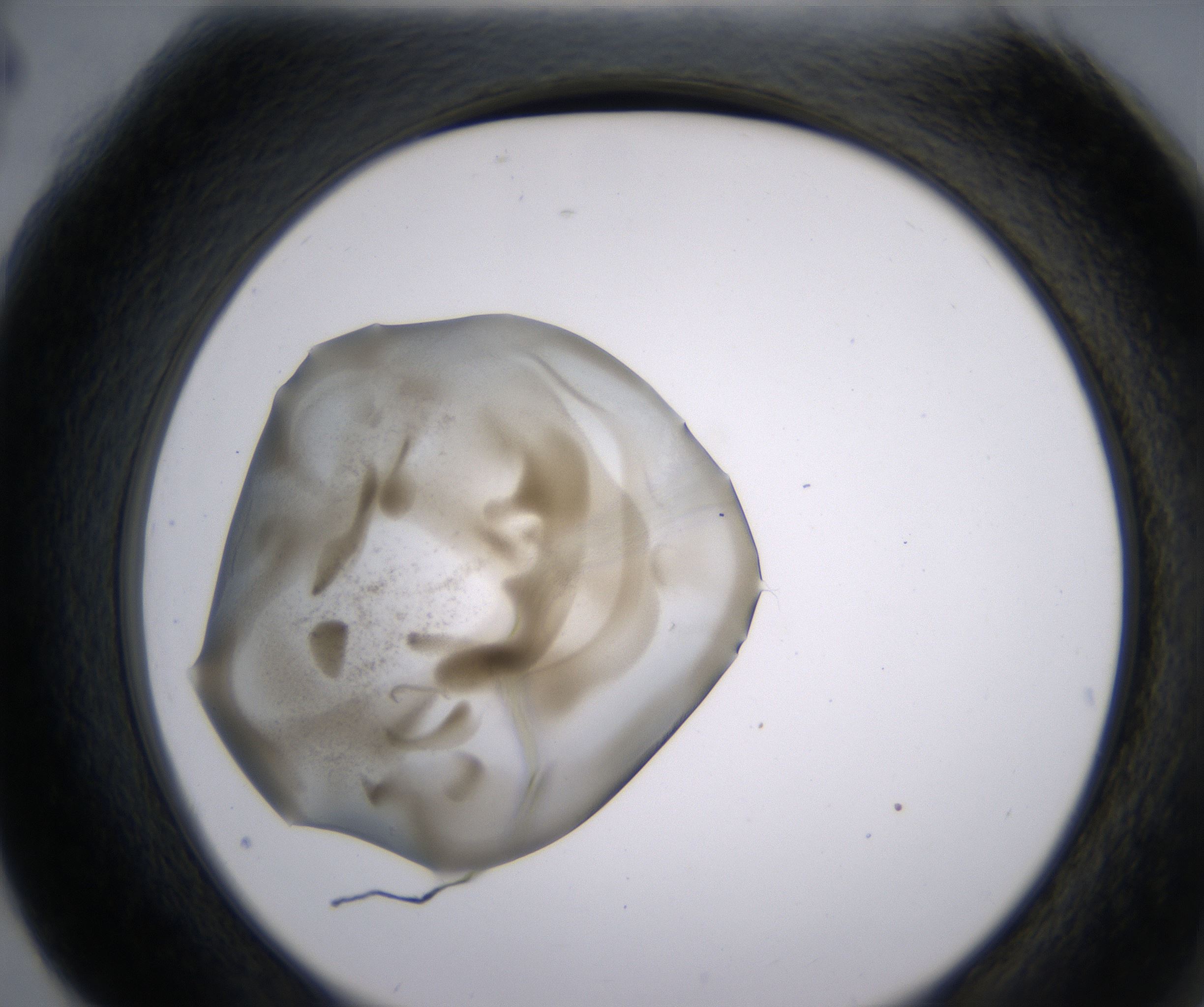 G4_HighResolution_Precipitate_2.jpg