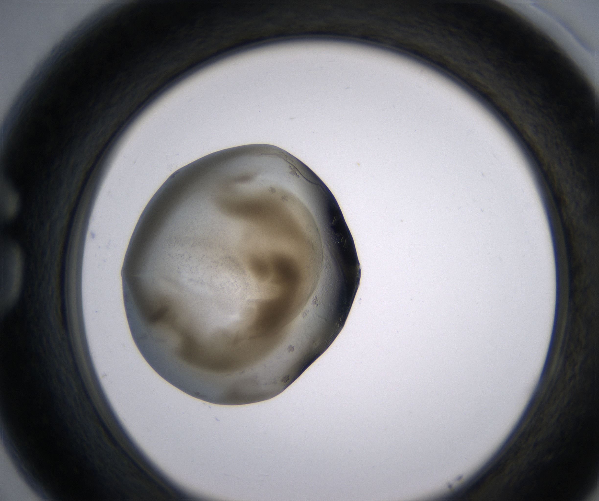 G5_HighResolution_Precipitate_1.jpg
