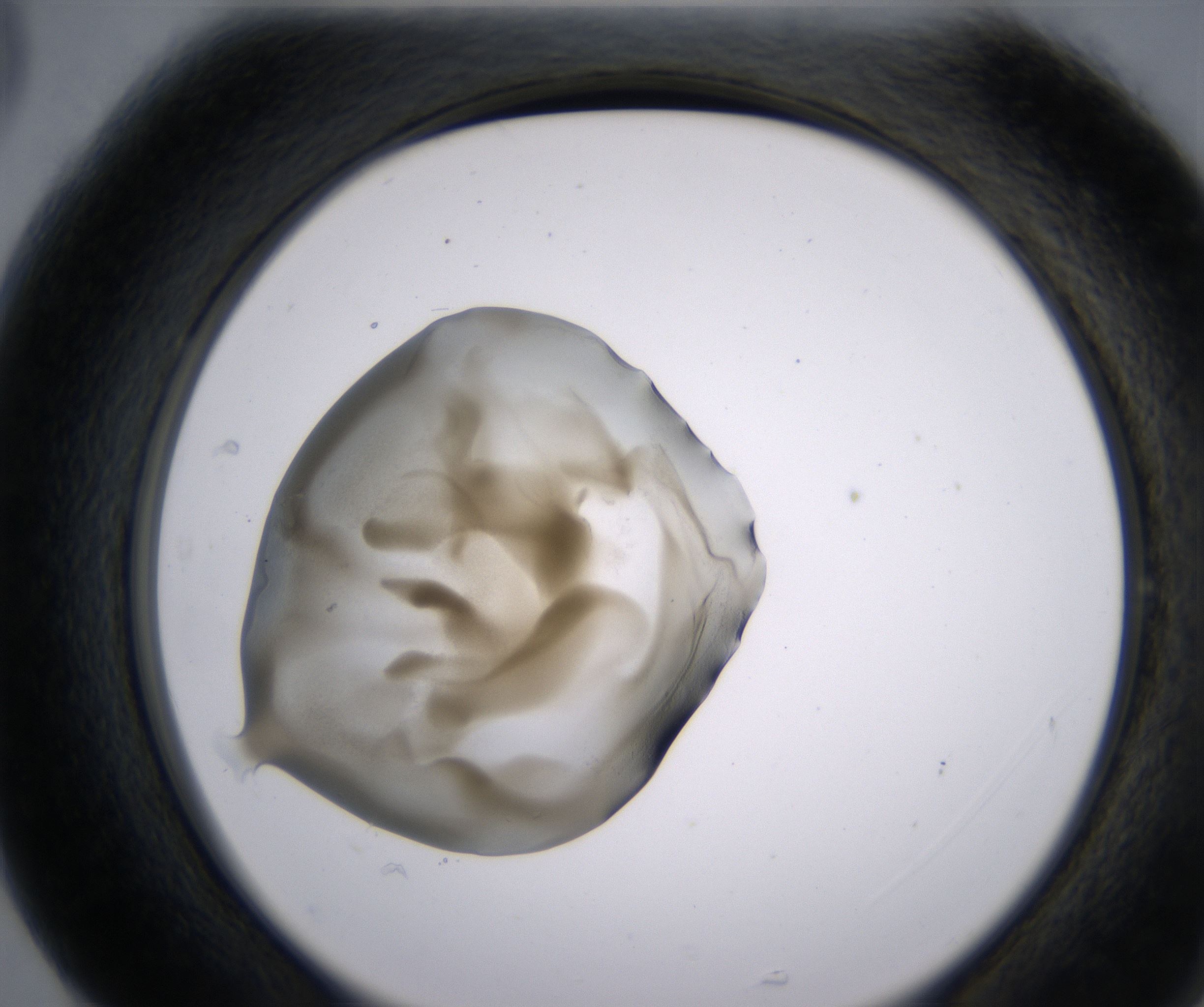 G5_HighResolution_Precipitate_2.jpg