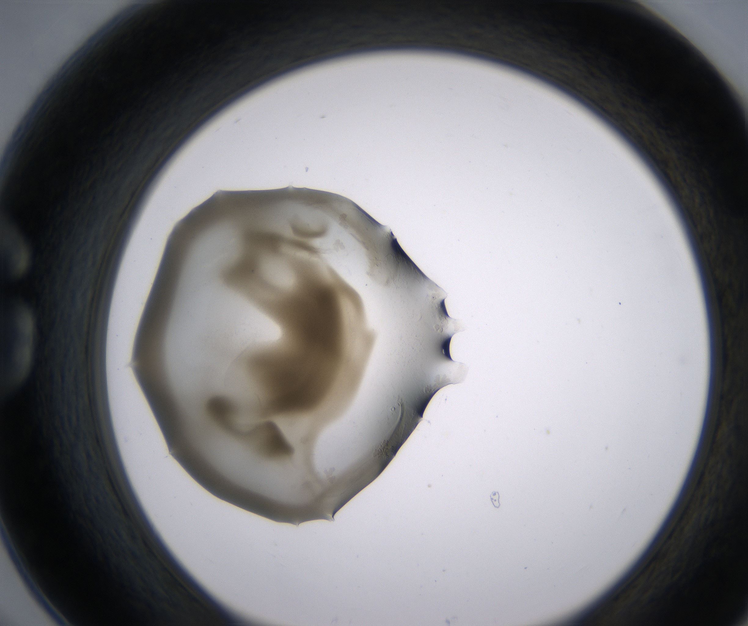 G6_HighResolution_Precipitate_1.jpg