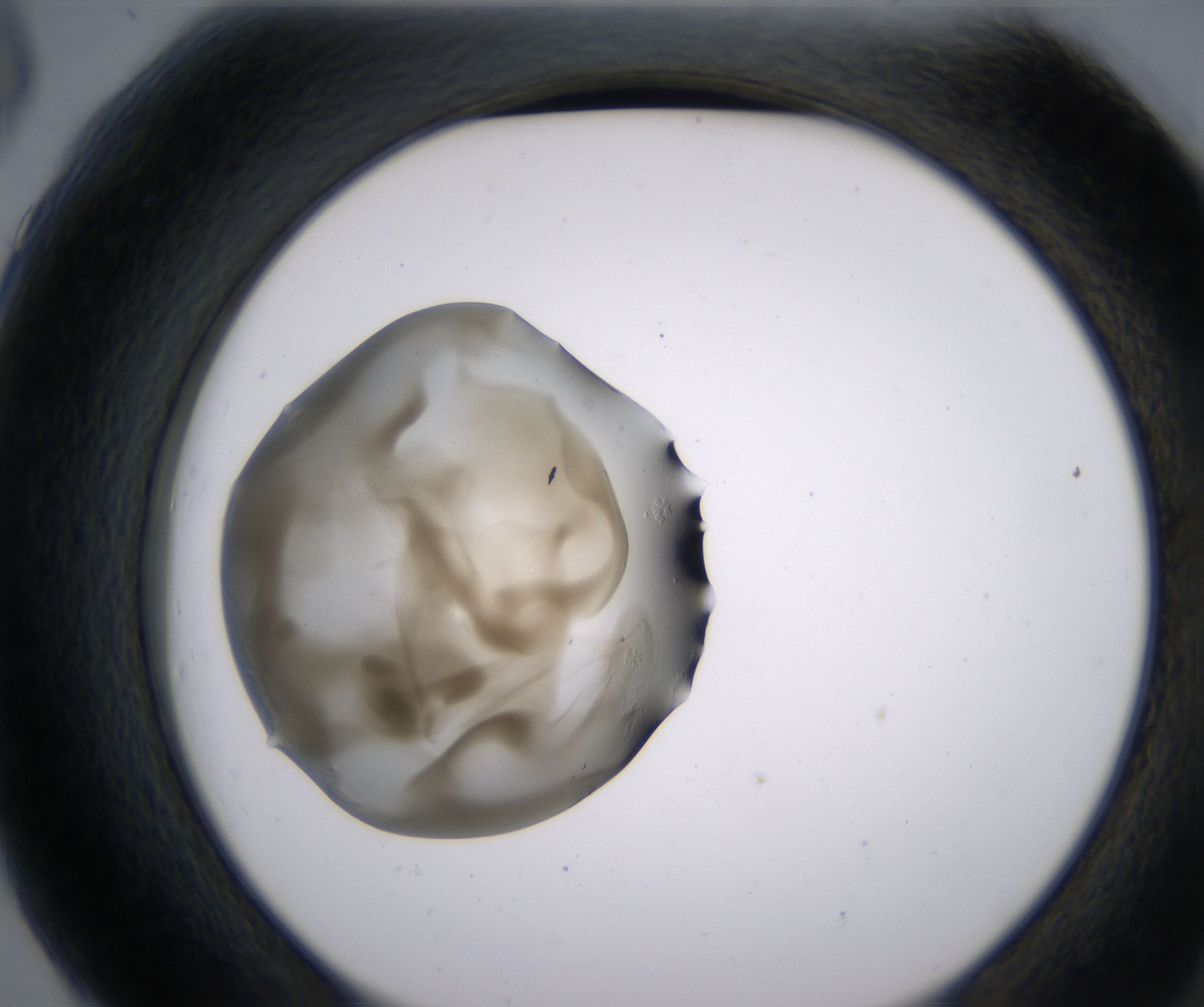G6_HighResolution_Precipitate_2.jpg