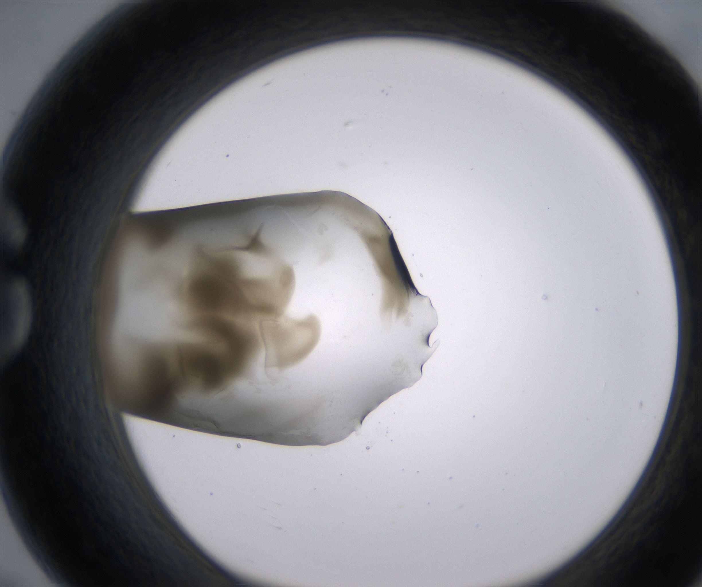 G7_HighResolution_Precipitate_1.jpg