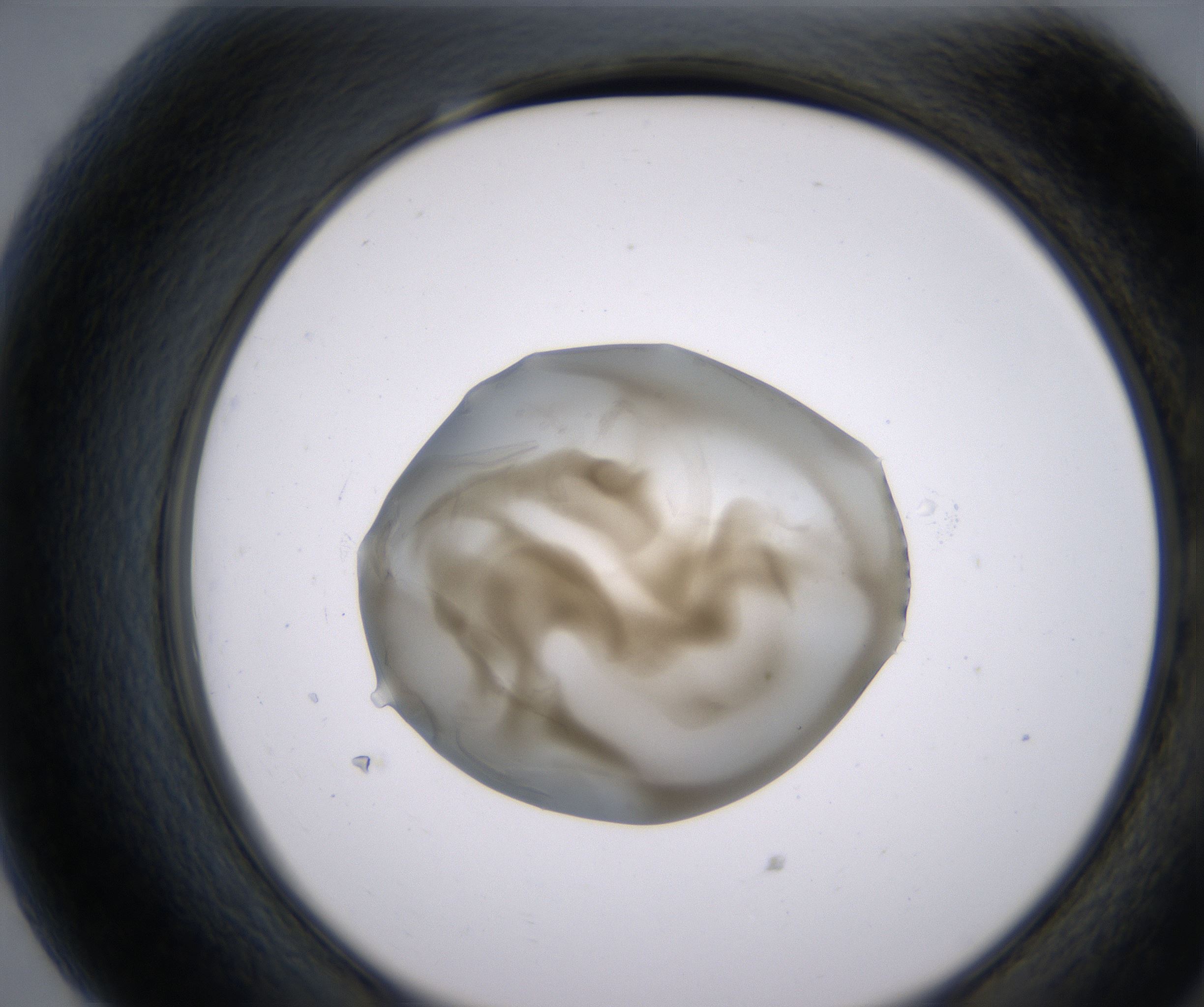 G7_HighResolution_Precipitate_2.jpg