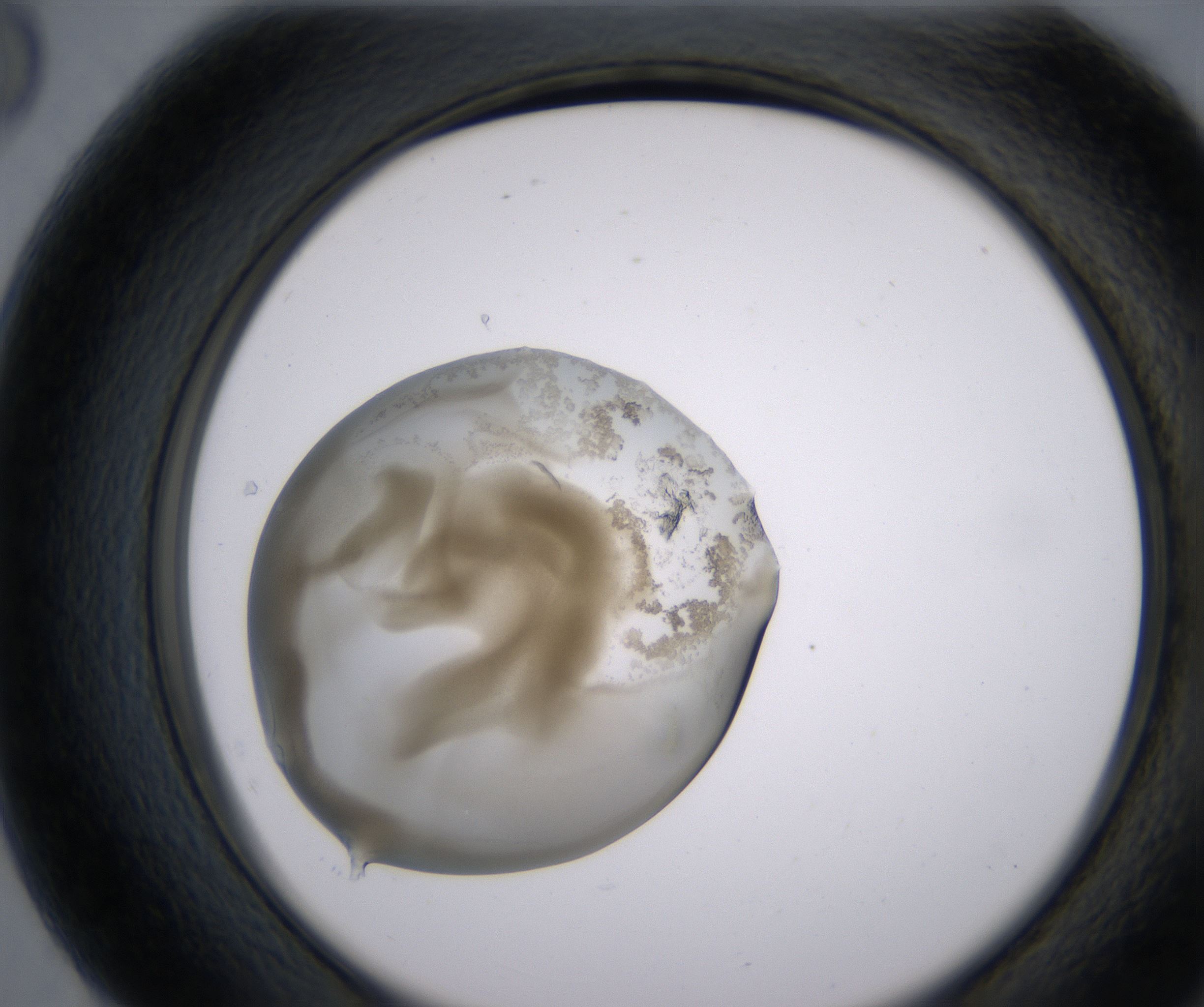 G8_HighResolution_Precipitate_2.jpg
