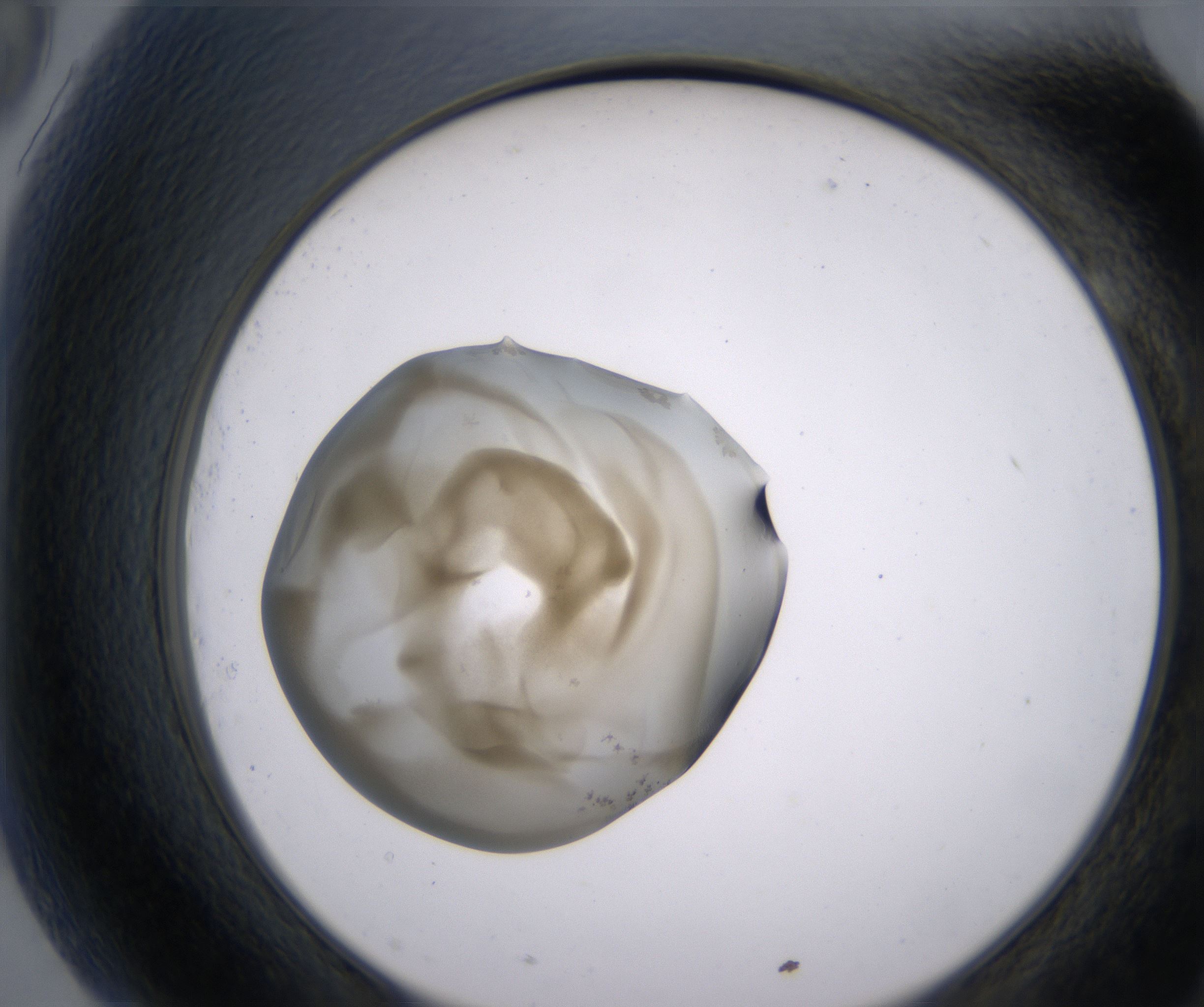 G9_HighResolution_Precipitate_2.jpg