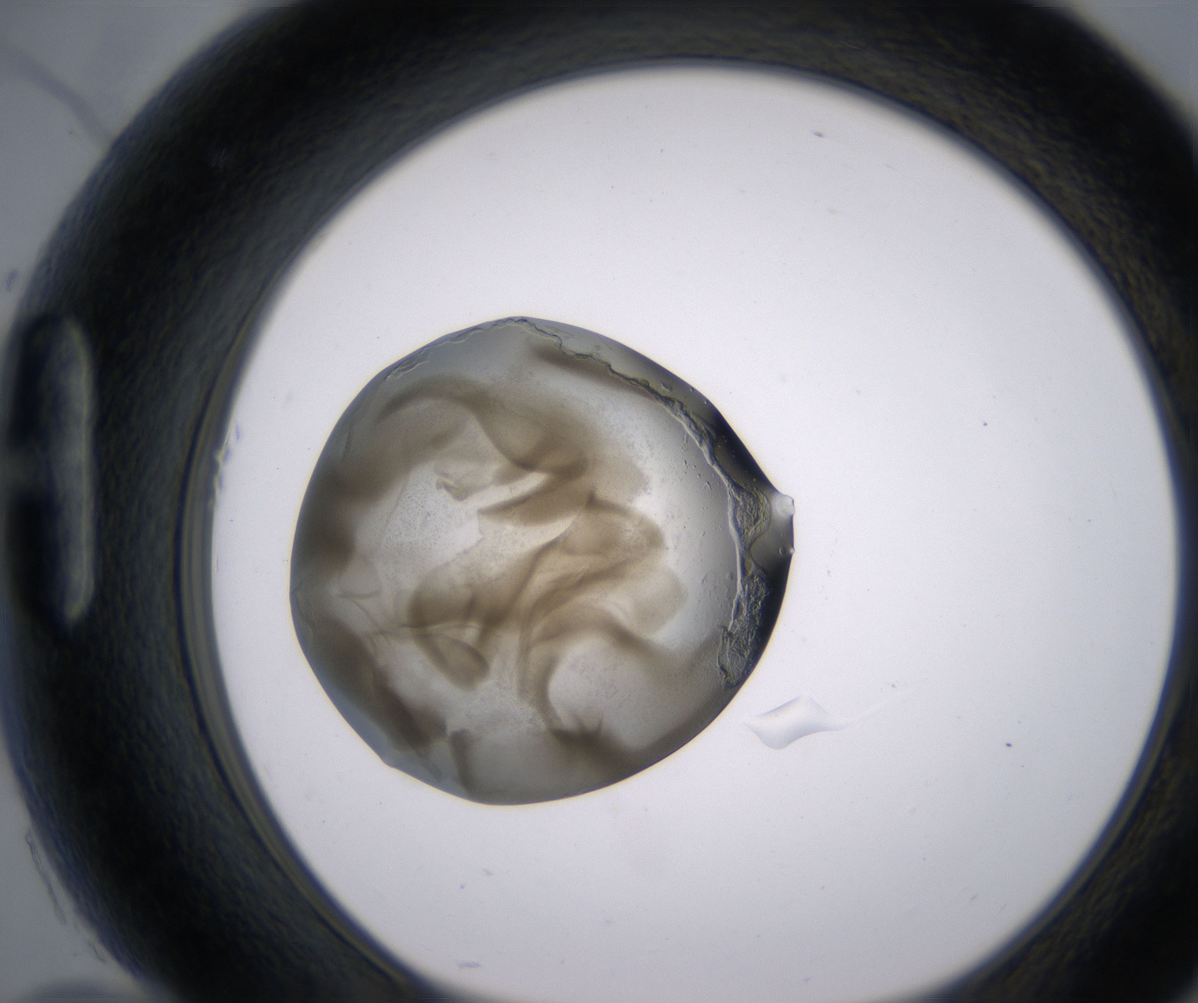H10_HighResolution_Precipitate_1.jpg