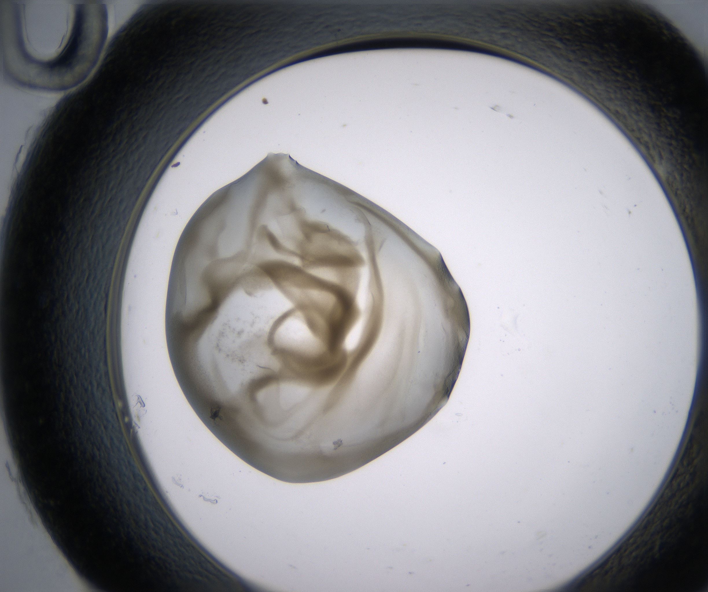 H10_HighResolution_Precipitate_2.jpg