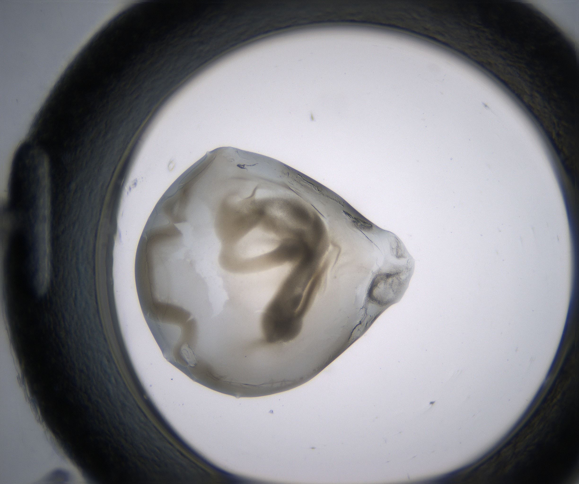 H11_HighResolution_Precipitate_1.jpg