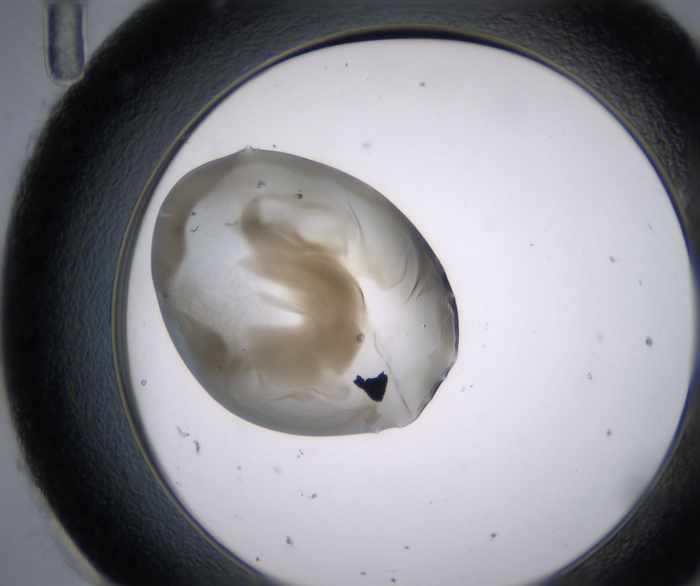 H11_HighResolution_Precipitate_2.jpg