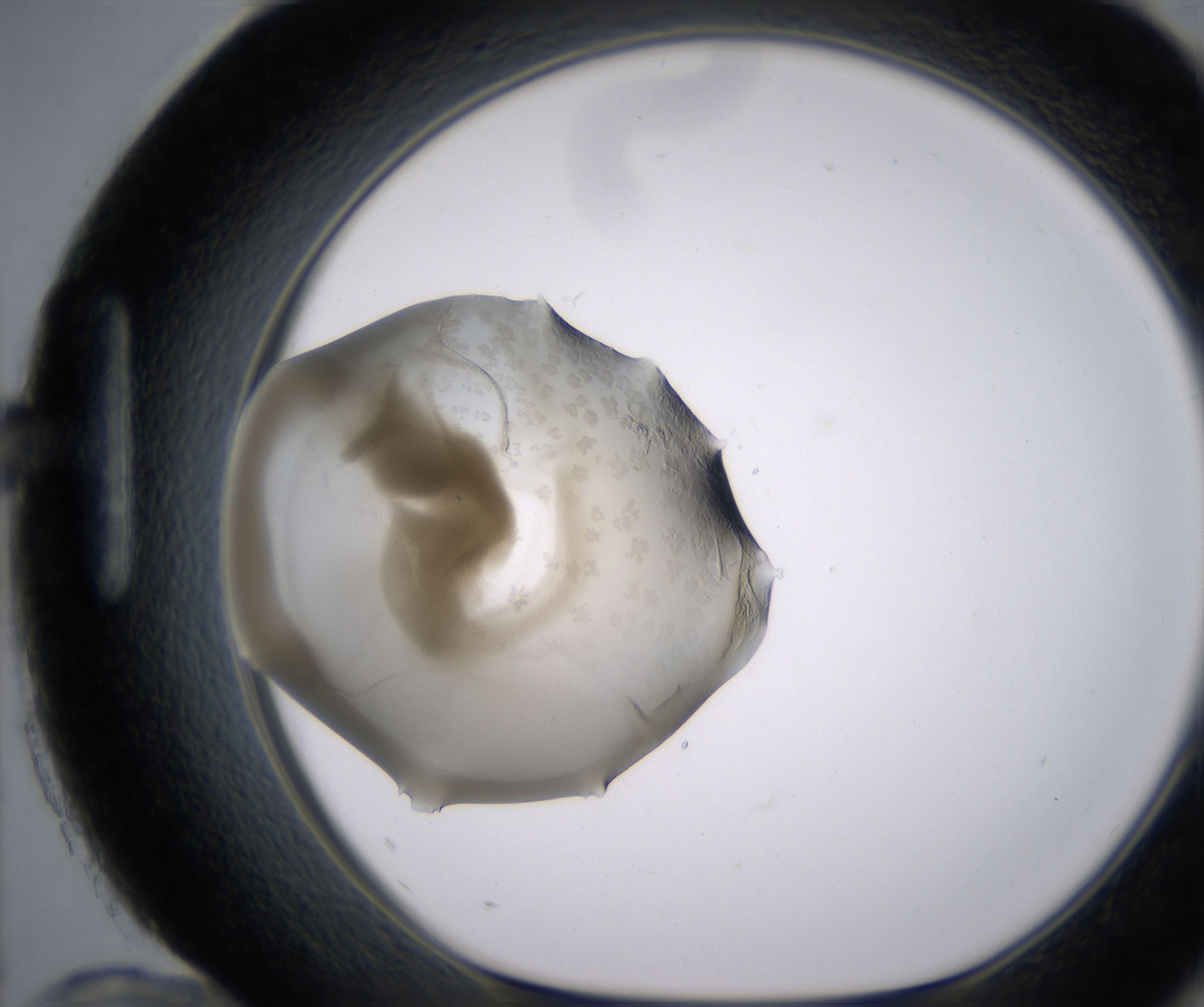 H12_HighResolution_Precipitate_1.jpg
