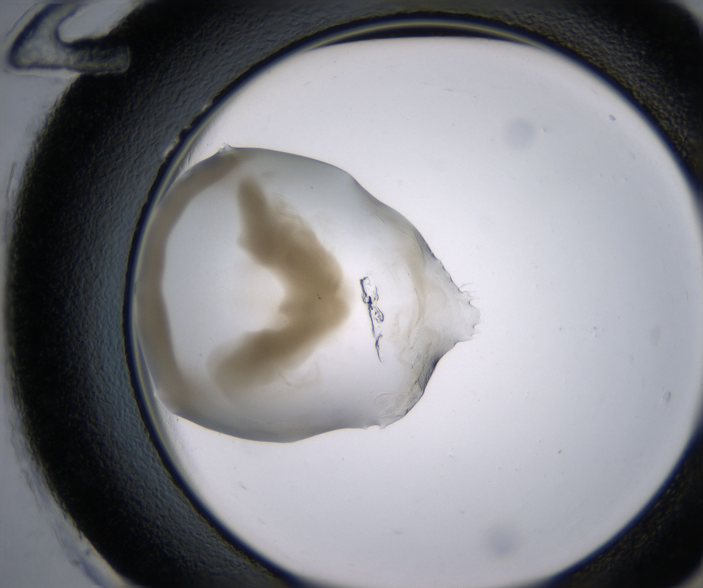 H12_HighResolution_Precipitate_2.jpg