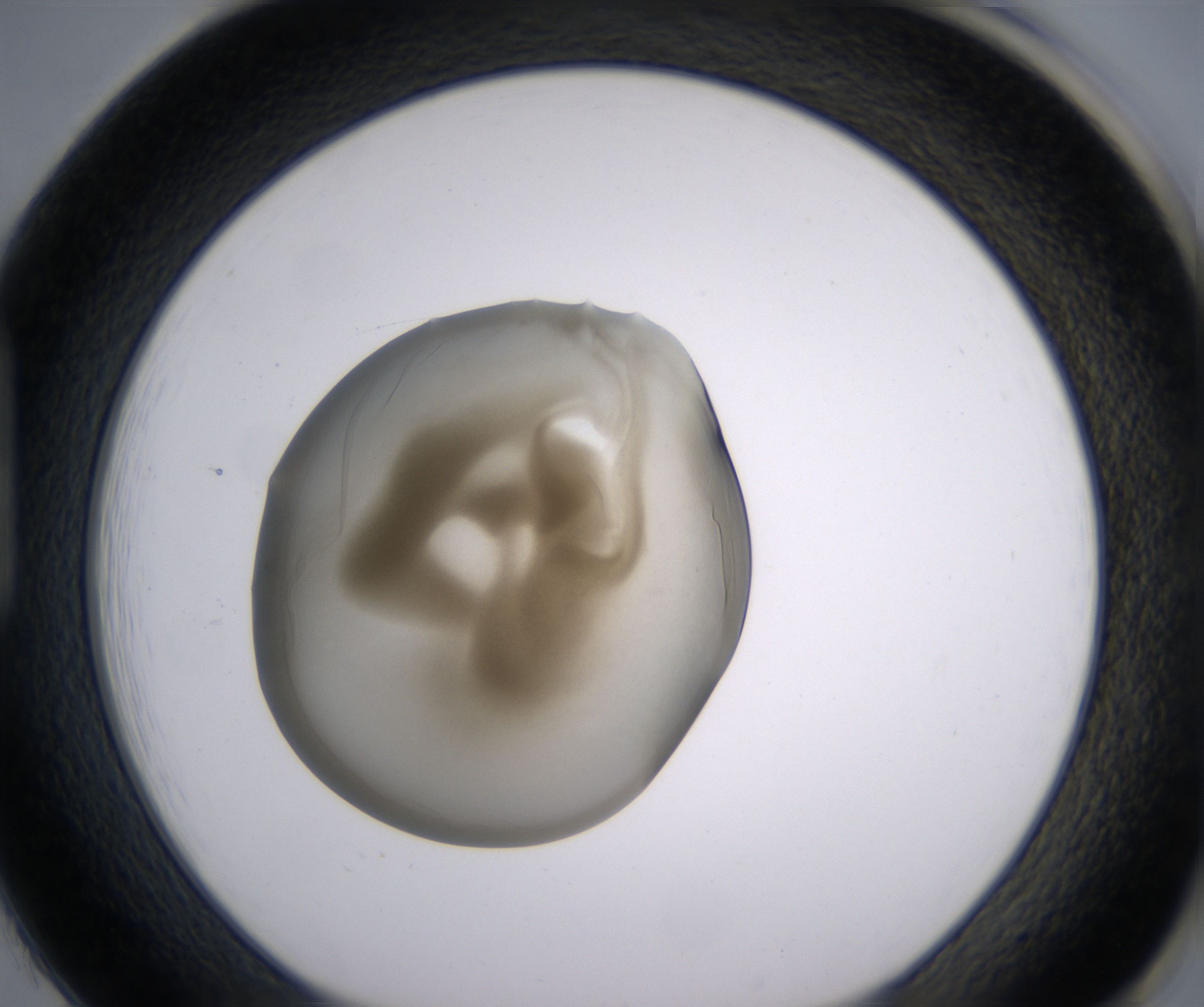 H1_HighResolution_Precipitate_1.jpg