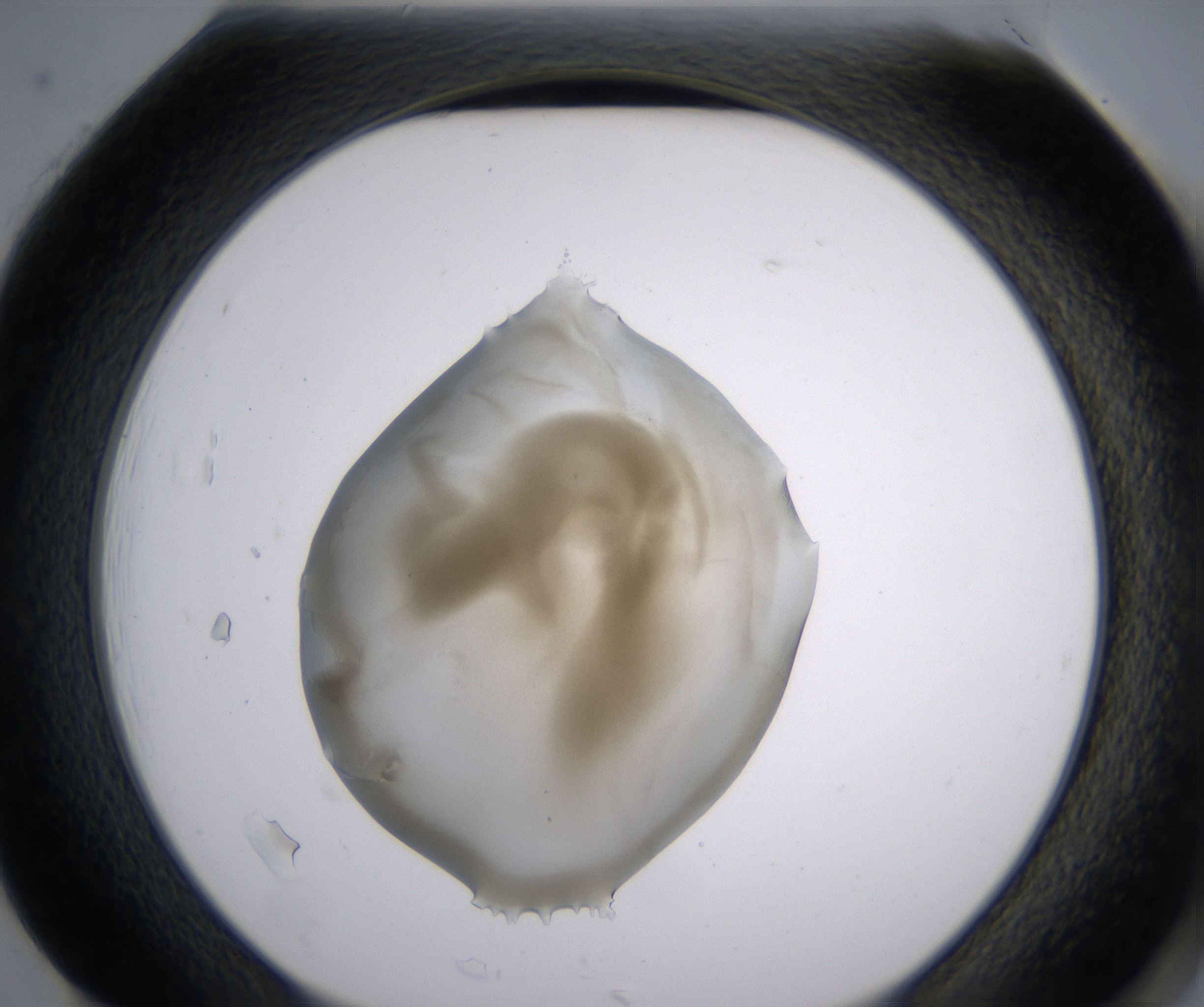 H1_HighResolution_Precipitate_2.jpg