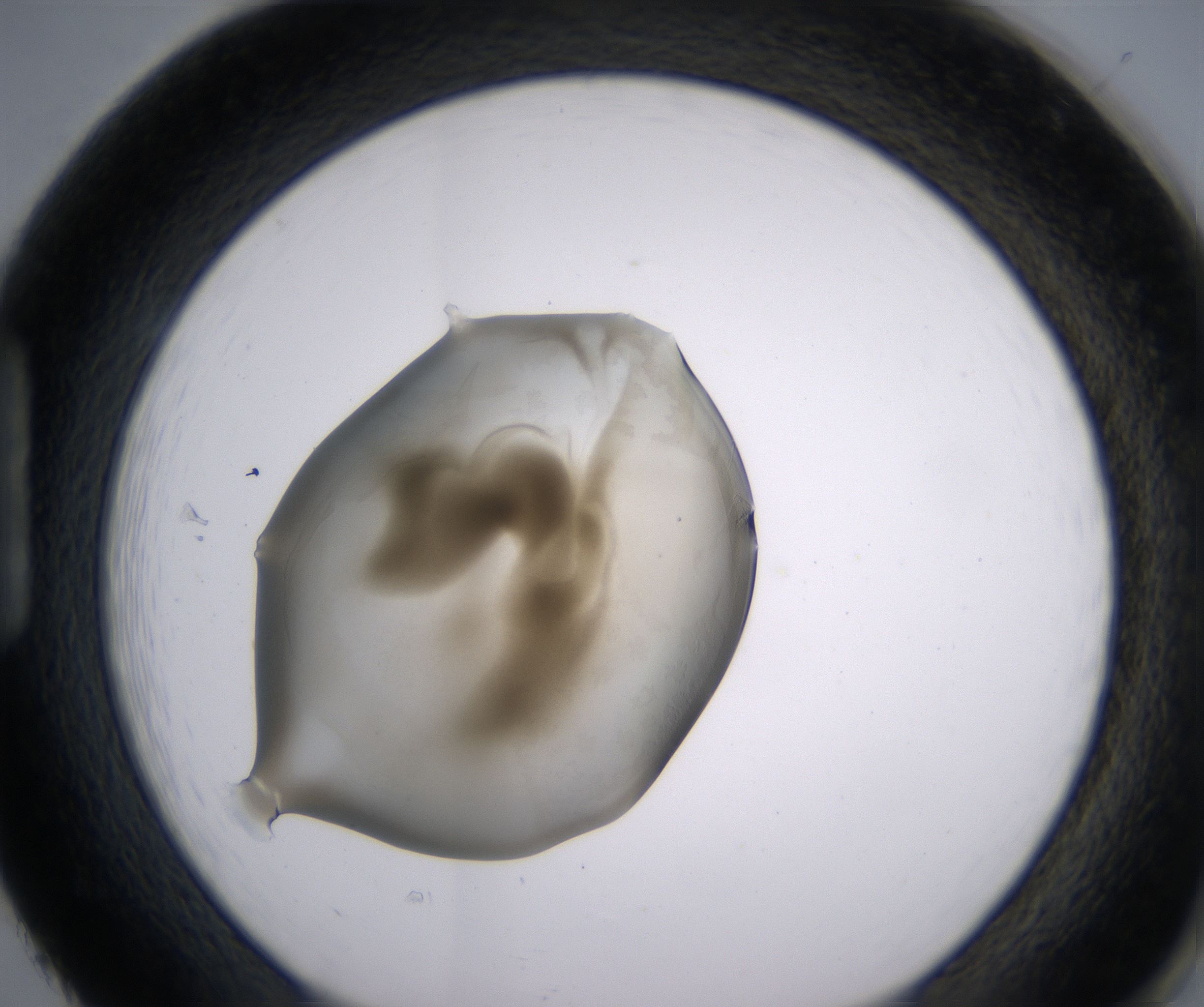 H2_HighResolution_Precipitate_1.jpg