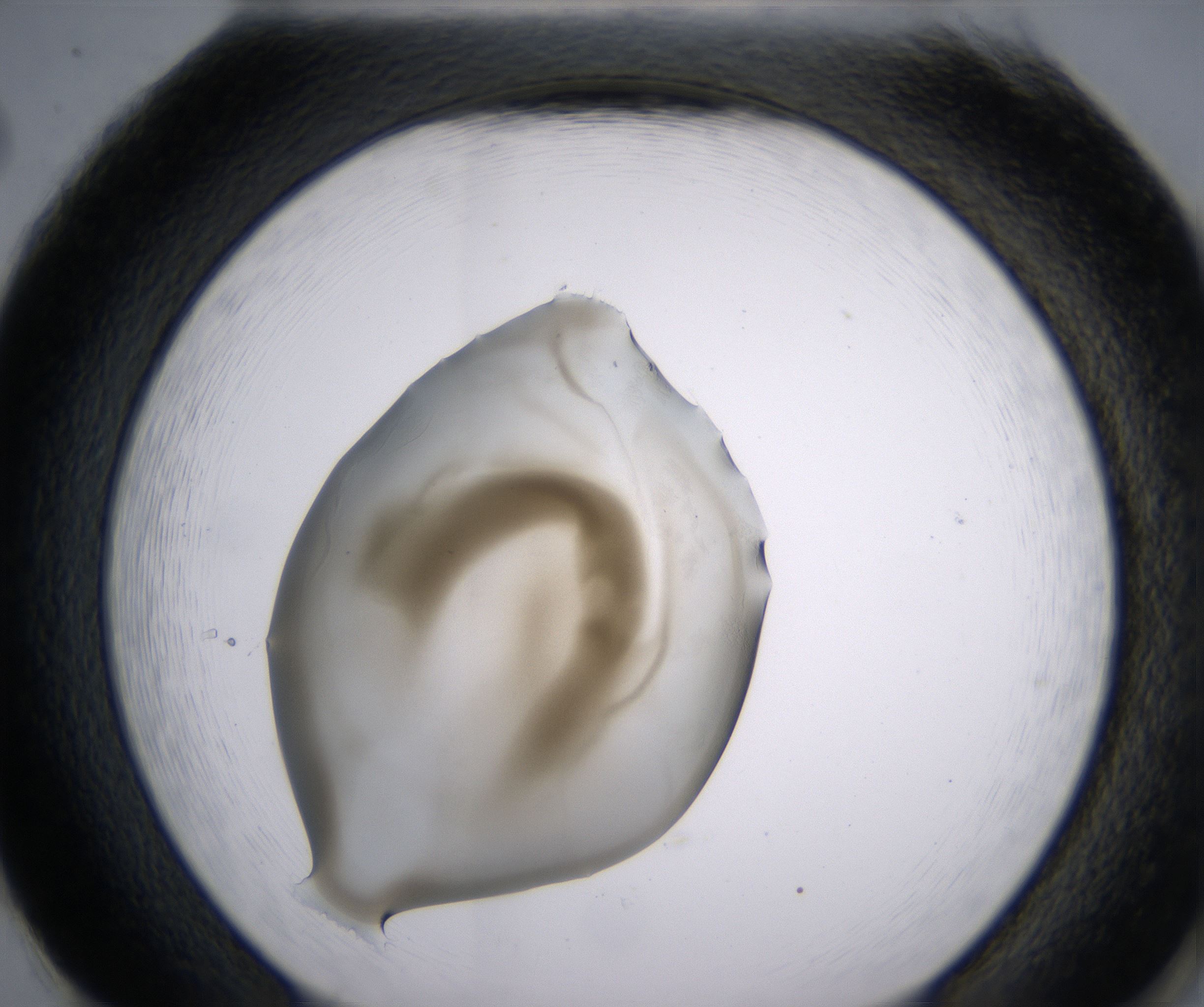 H2_HighResolution_Precipitate_2.jpg
