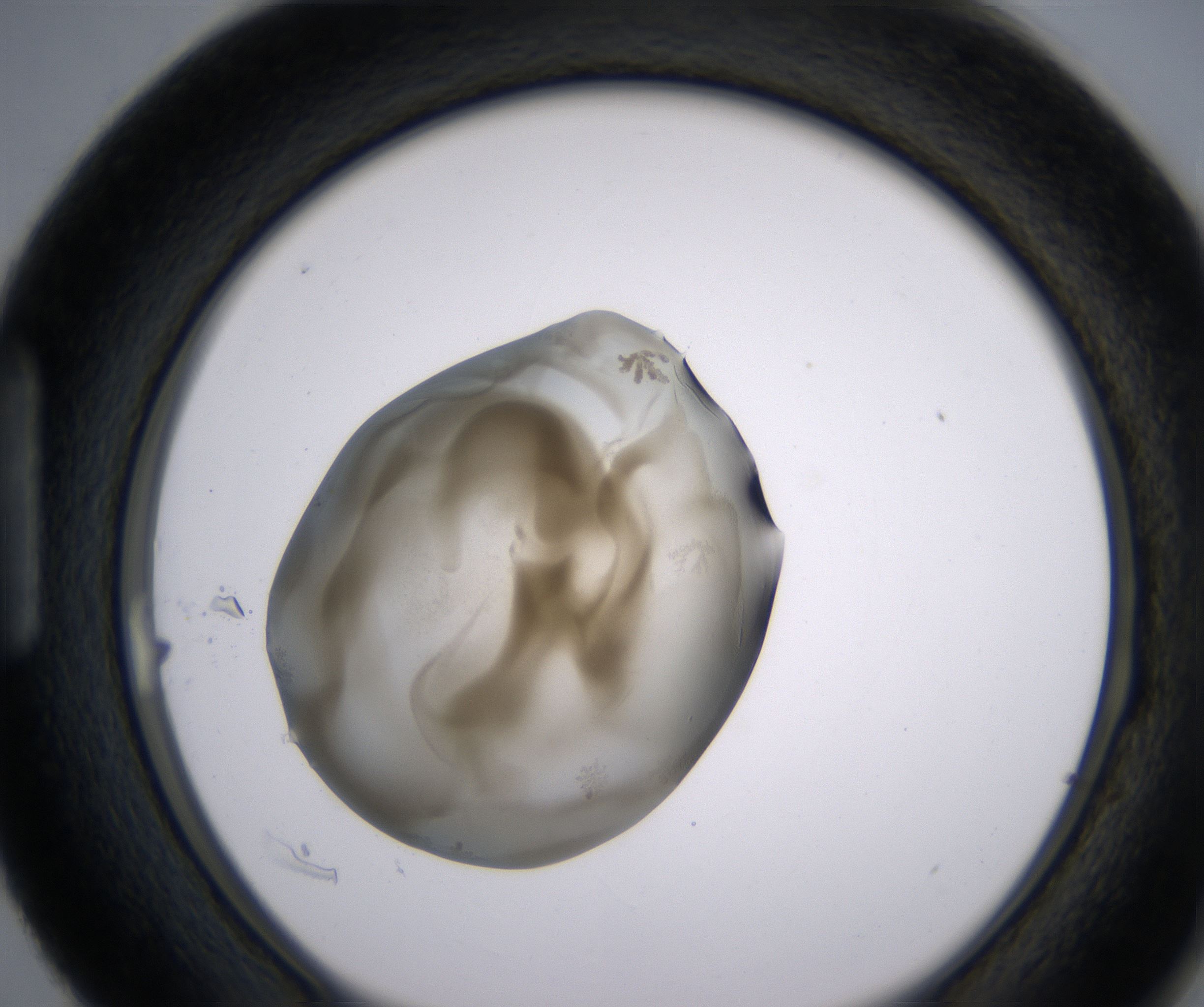 H3_HighResolution_Precipitate_1.jpg