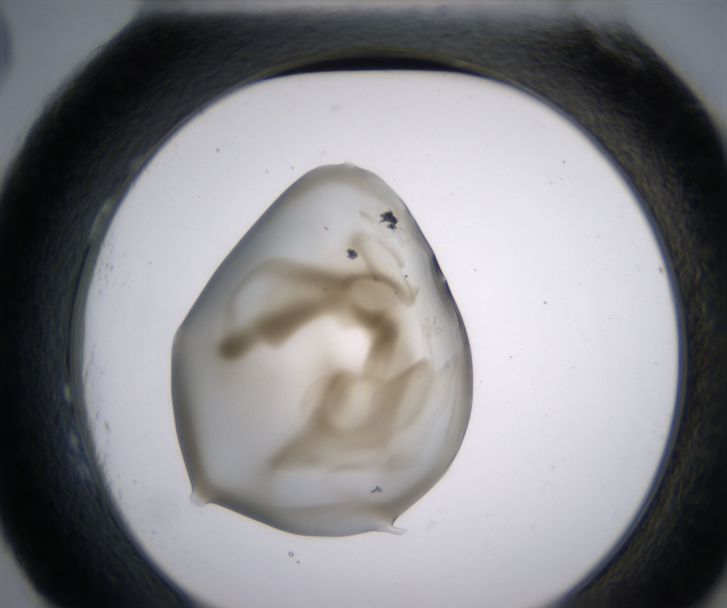 H3_HighResolution_Precipitate_2.jpg