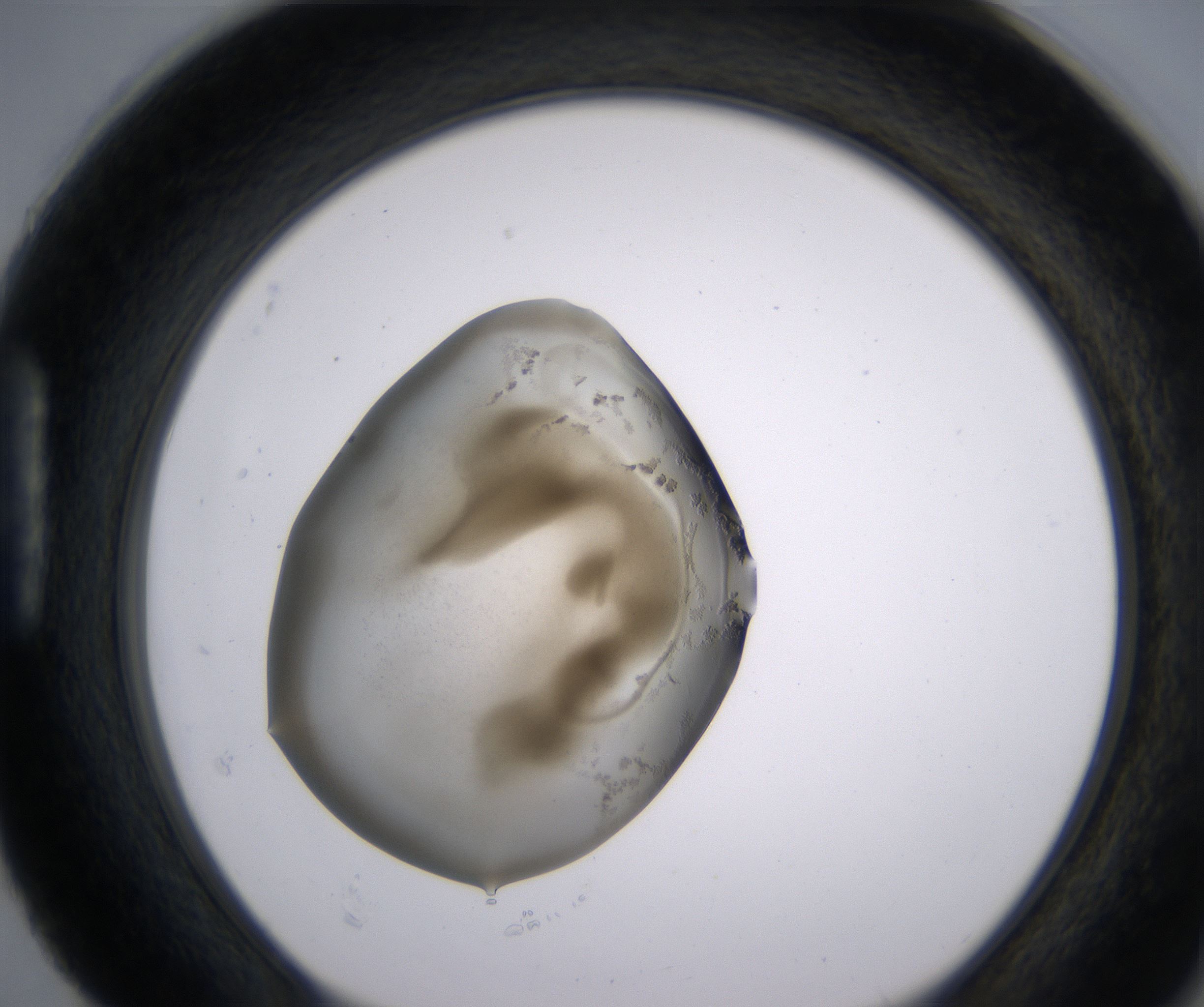 H4_HighResolution_Precipitate_1.jpg