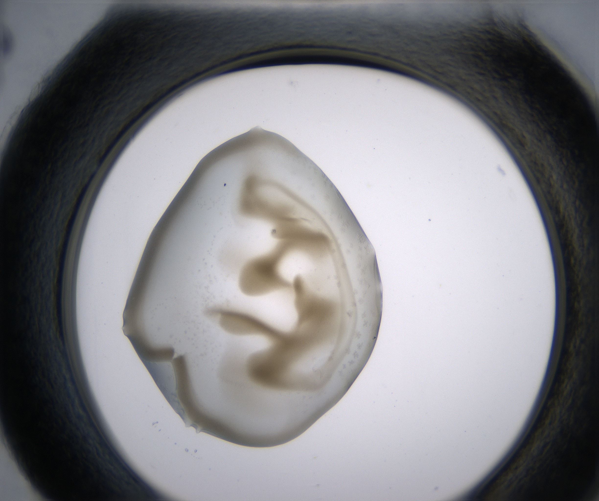 H4_HighResolution_Precipitate_2.jpg