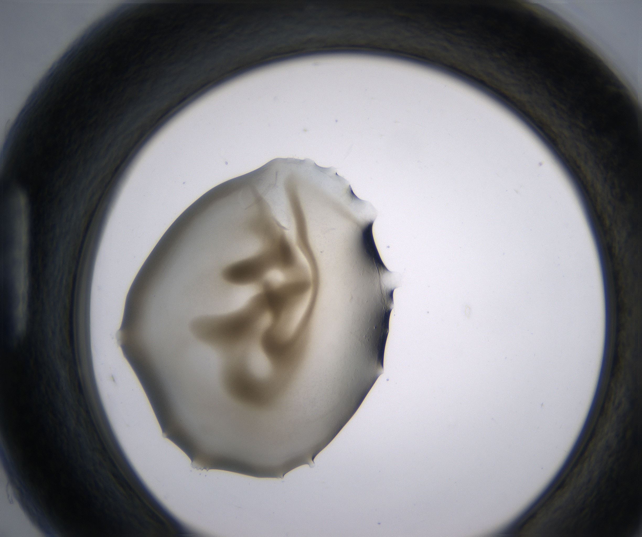 H5_HighResolution_Precipitate_1.jpg