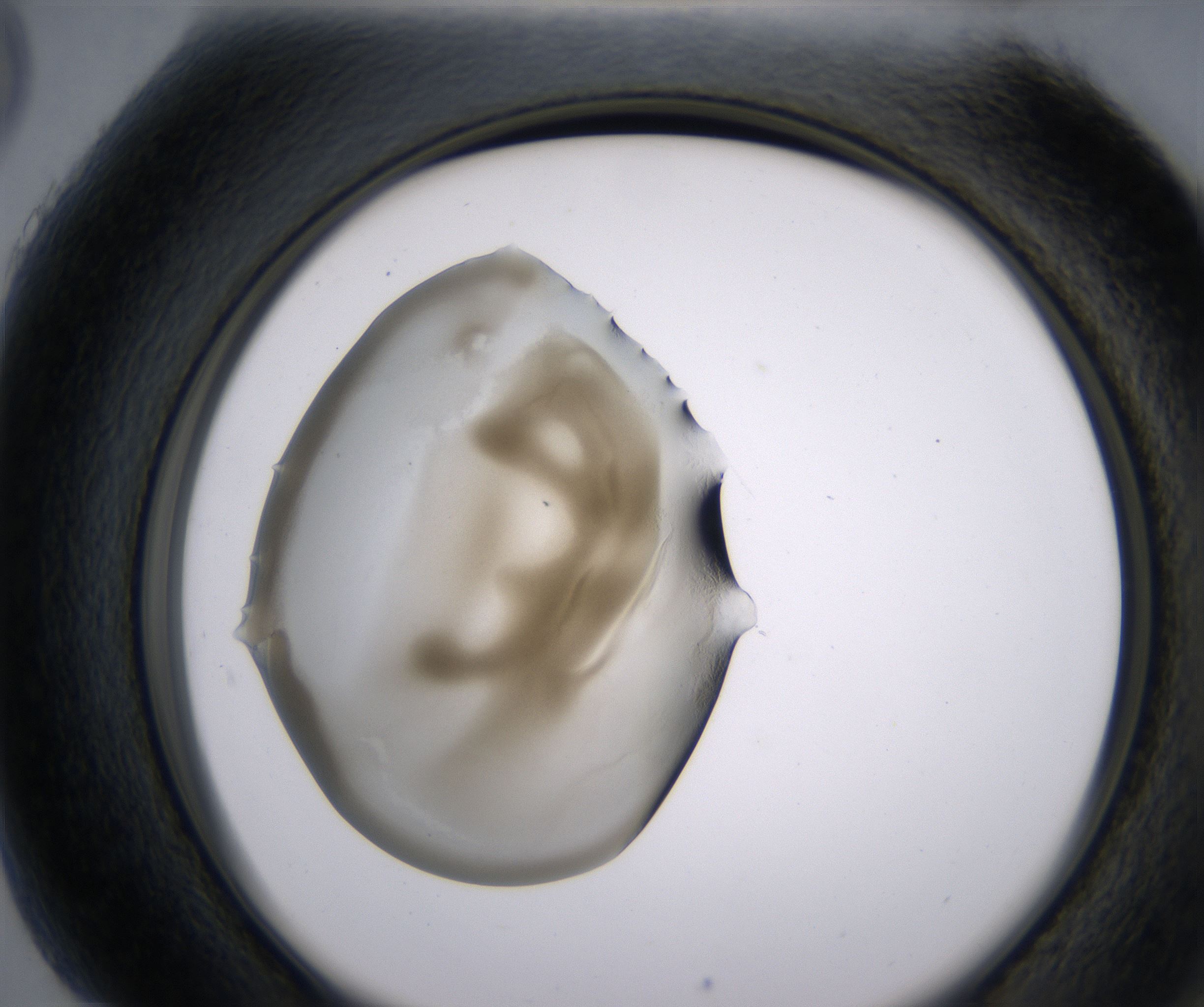 H5_HighResolution_Precipitate_2.jpg