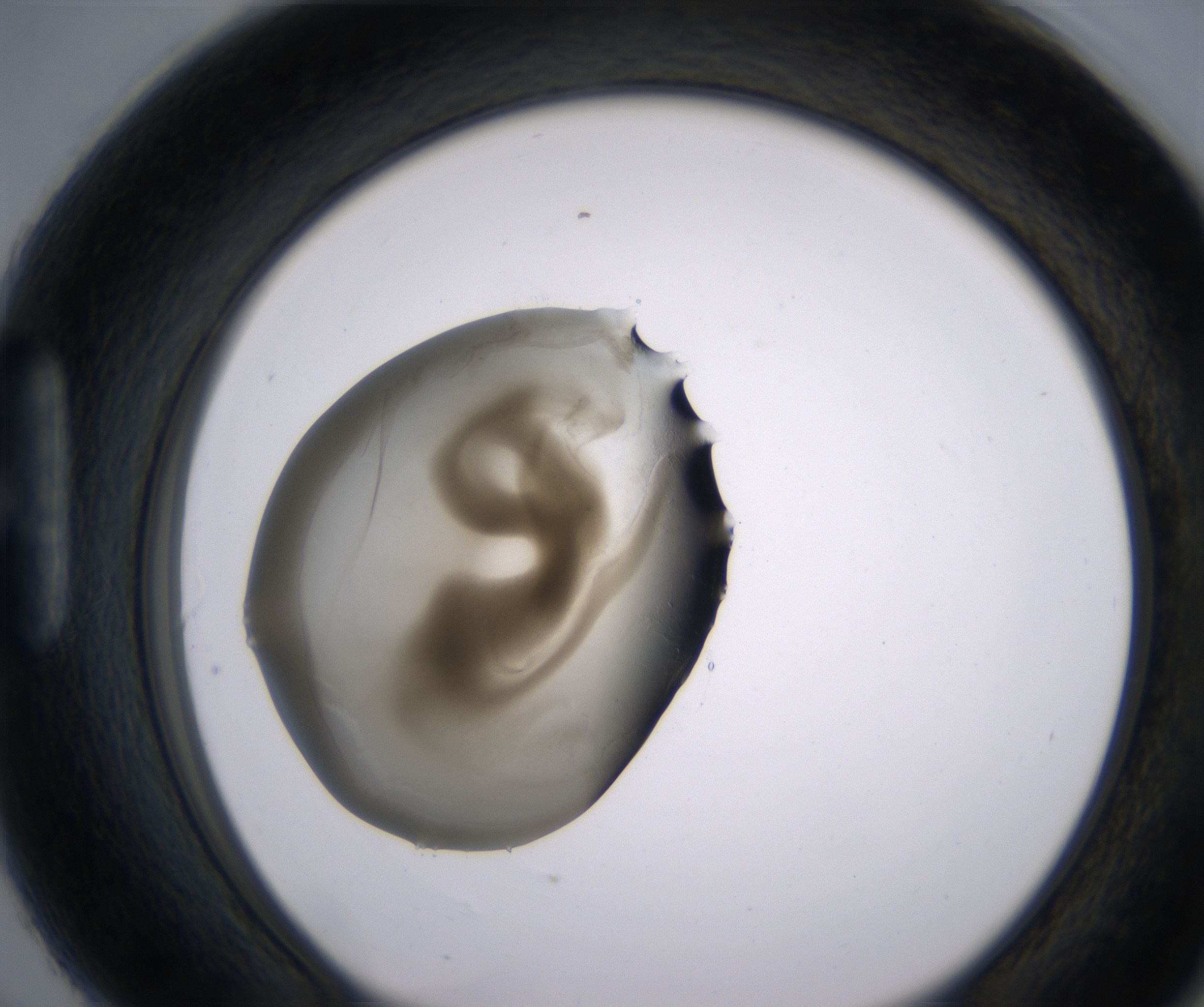 H6_HighResolution_Precipitate_1.jpg