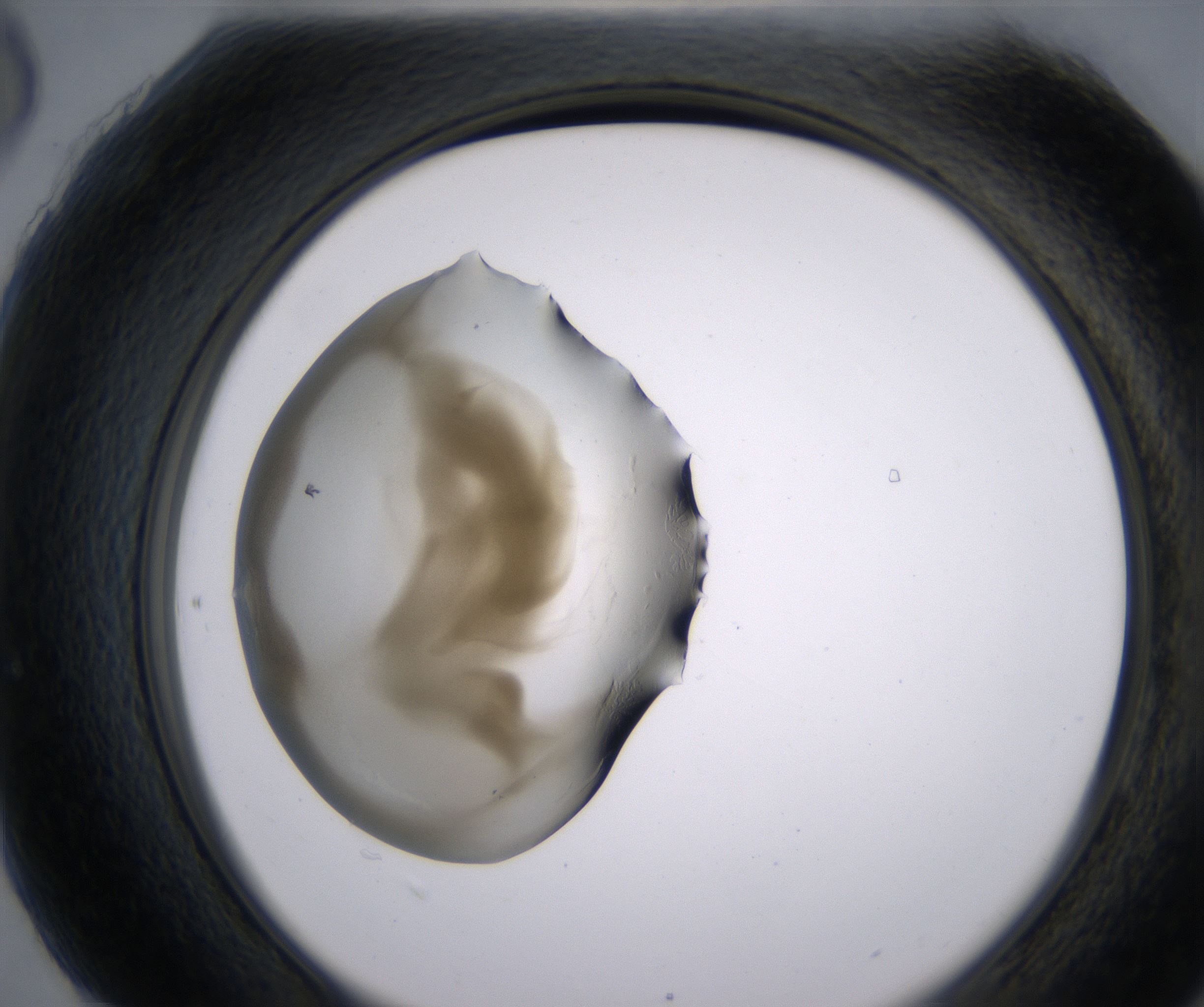 H6_HighResolution_Precipitate_2.jpg