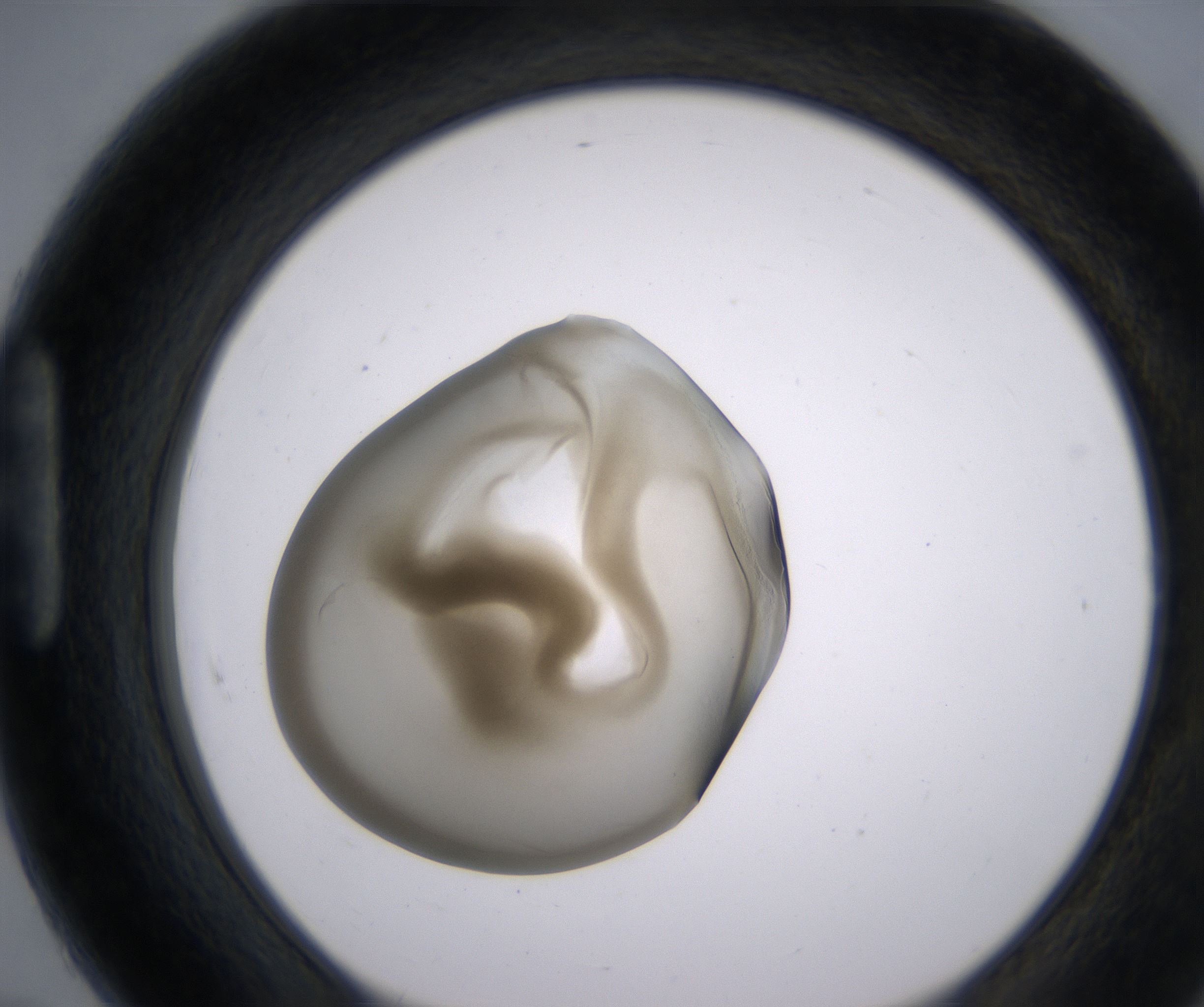 H7_HighResolution_Precipitate_1.jpg