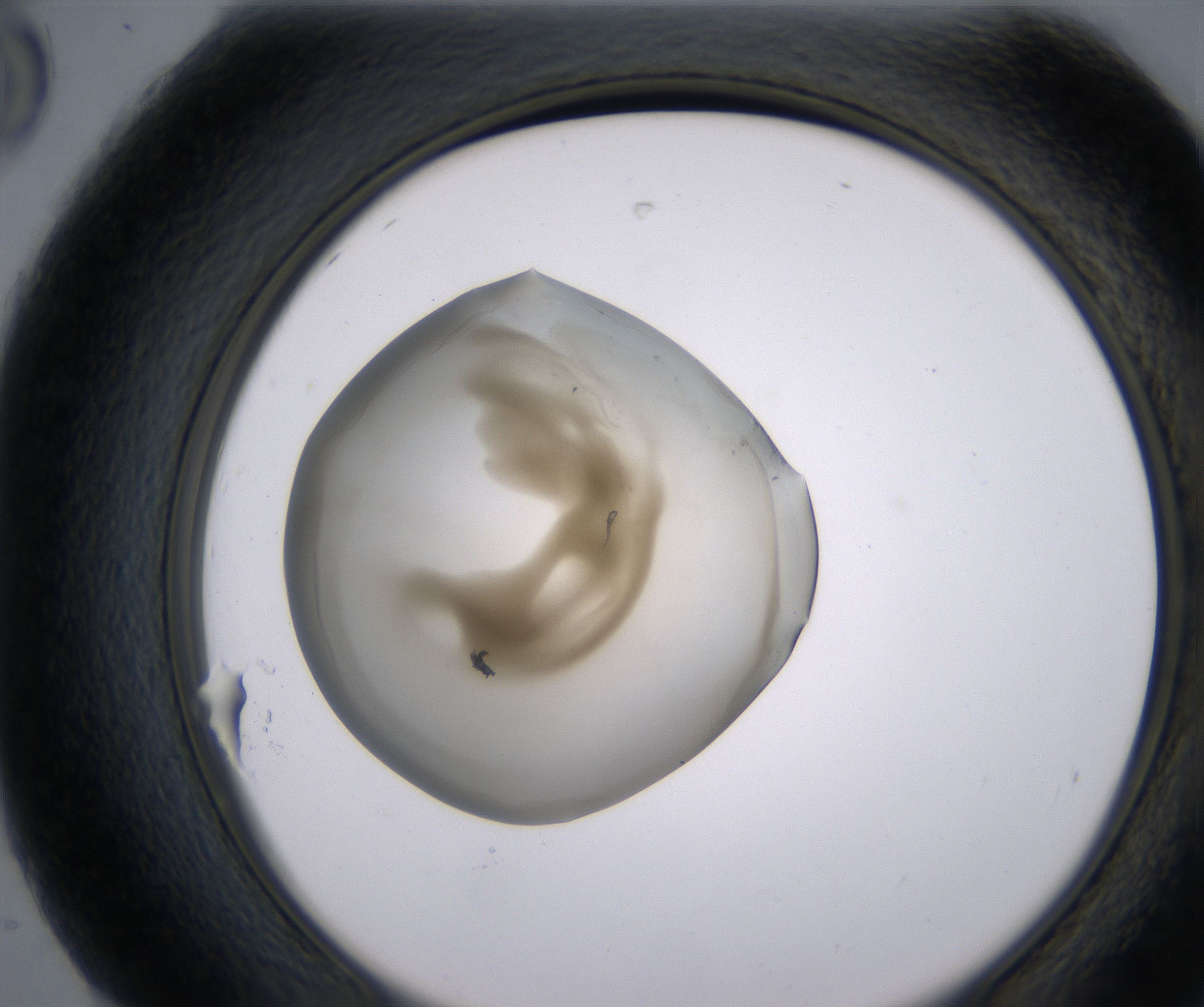 H8_HighResolution_Precipitate_2.jpg
