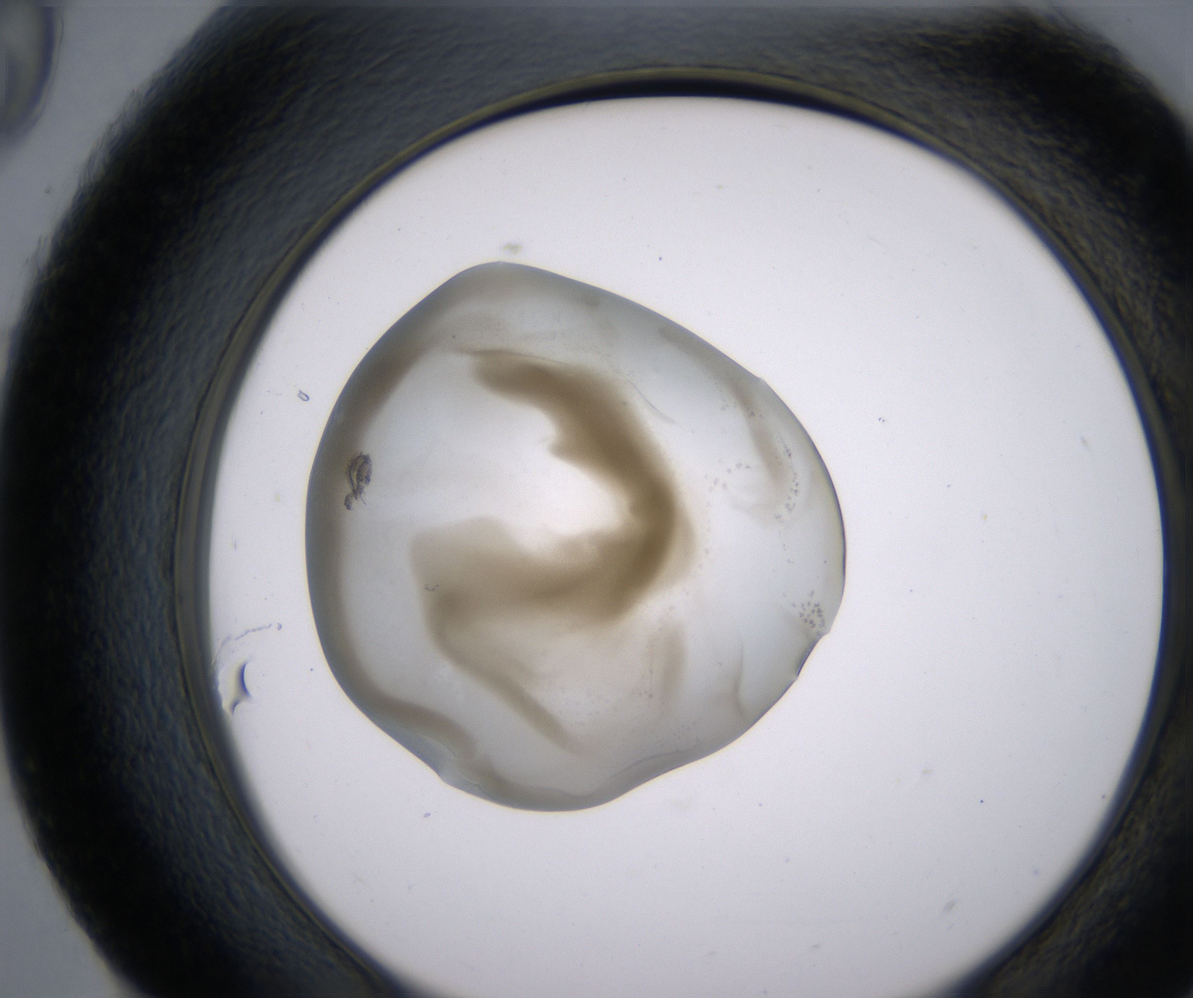 H9_HighResolution_Precipitate_2.jpg