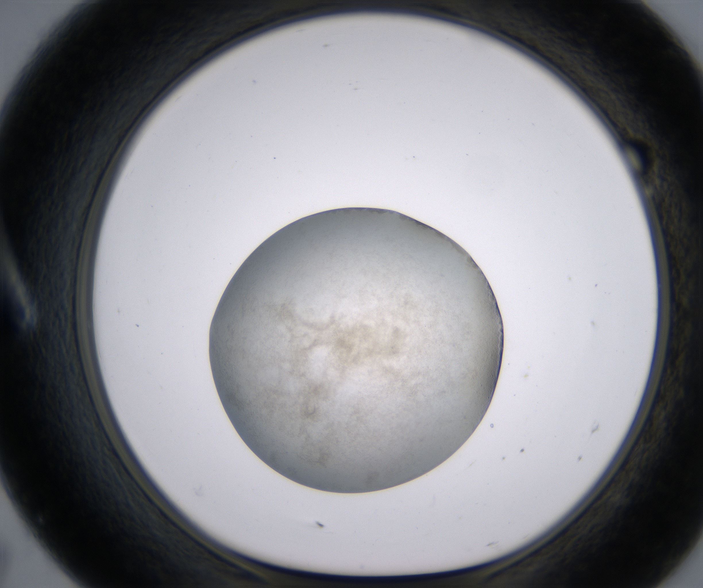 A7_HighResolution_Precipitate_1.jpg