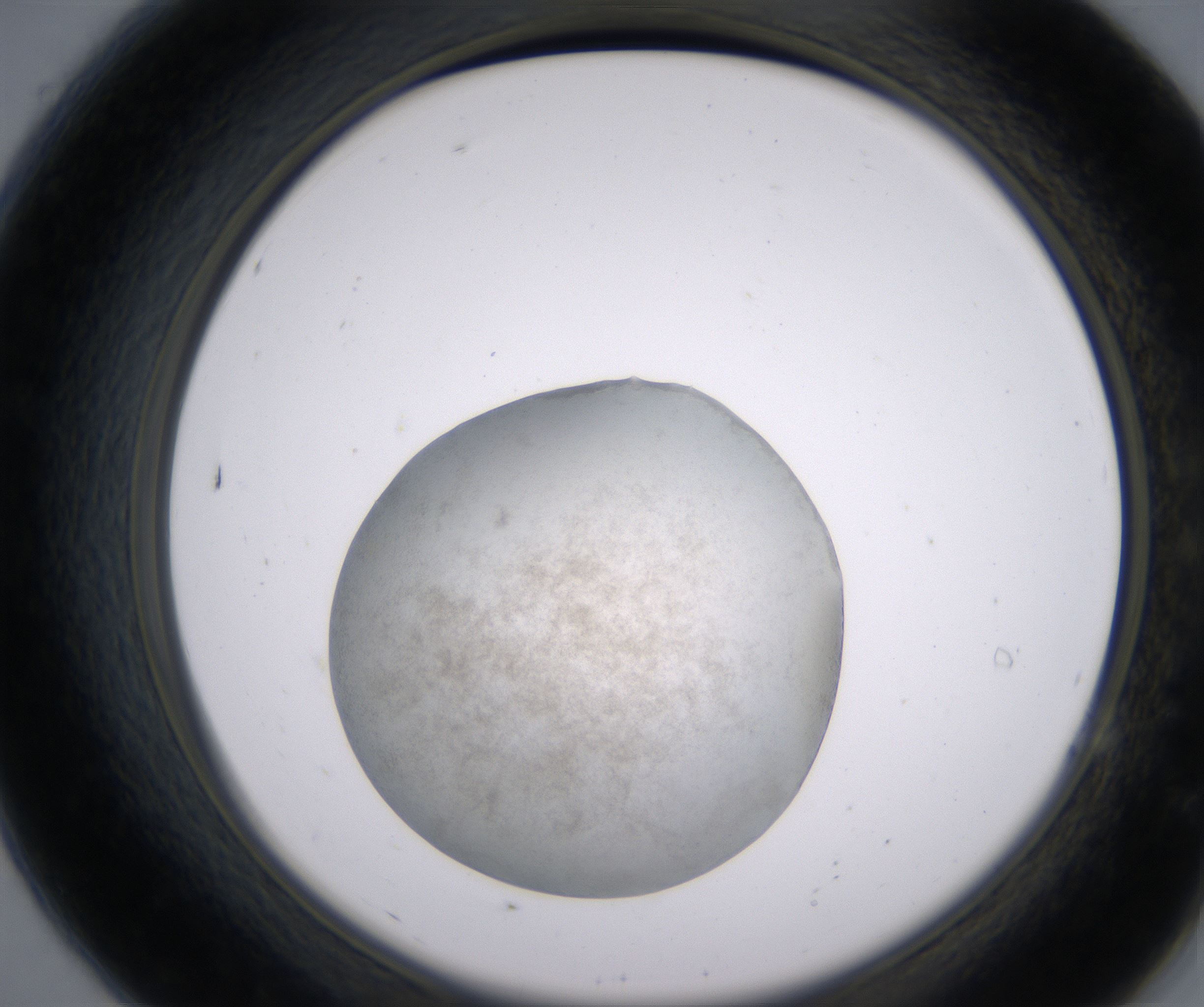 A7_HighResolution_Precipitate_2.jpg