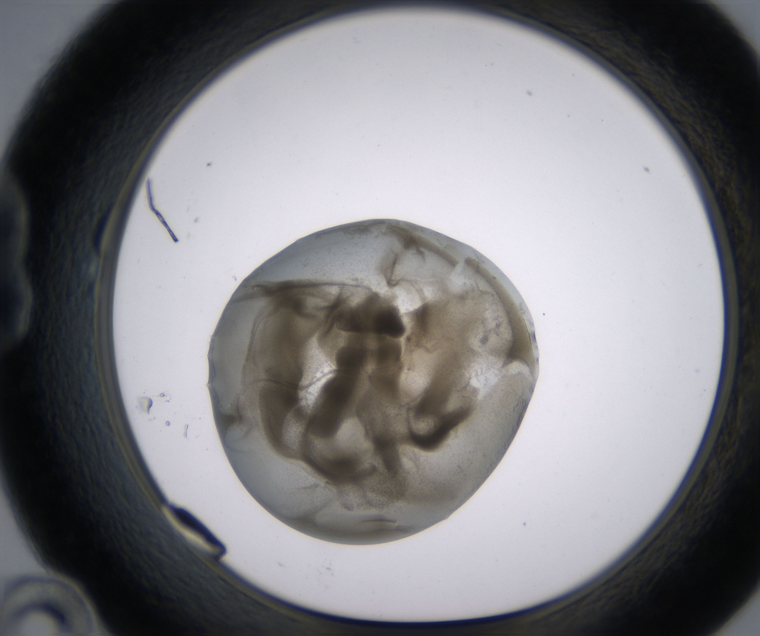 B10_HighResolution_Precipitate_1.jpg